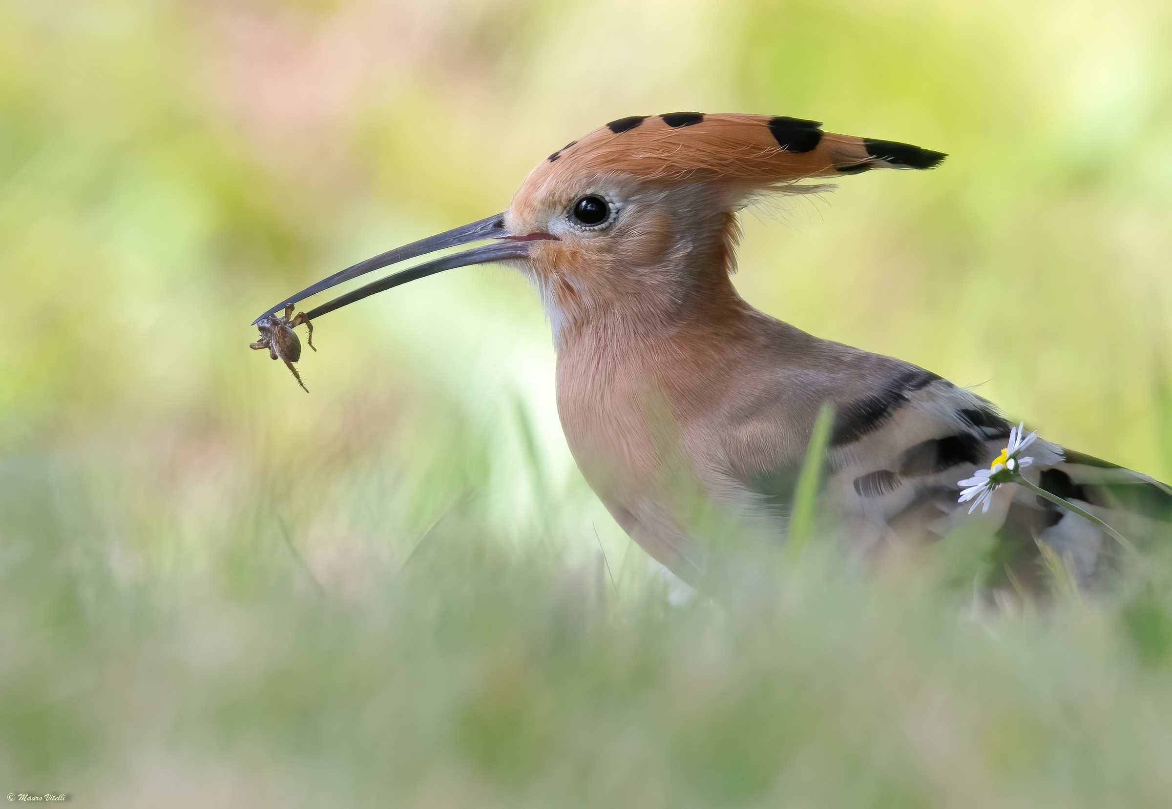 Hoopoe (Hoopoe epops)
