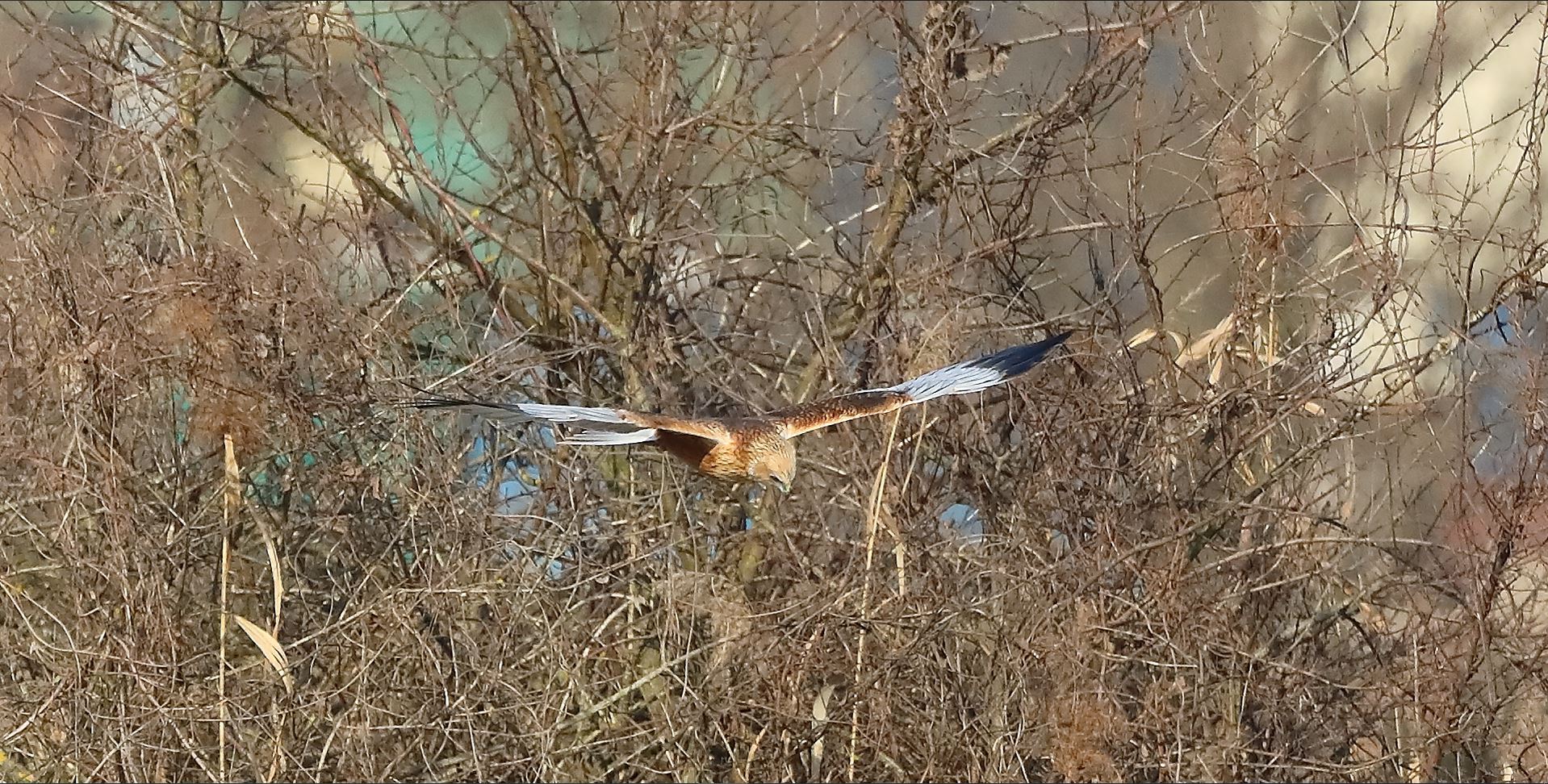 Falco di palude 03-02-2023