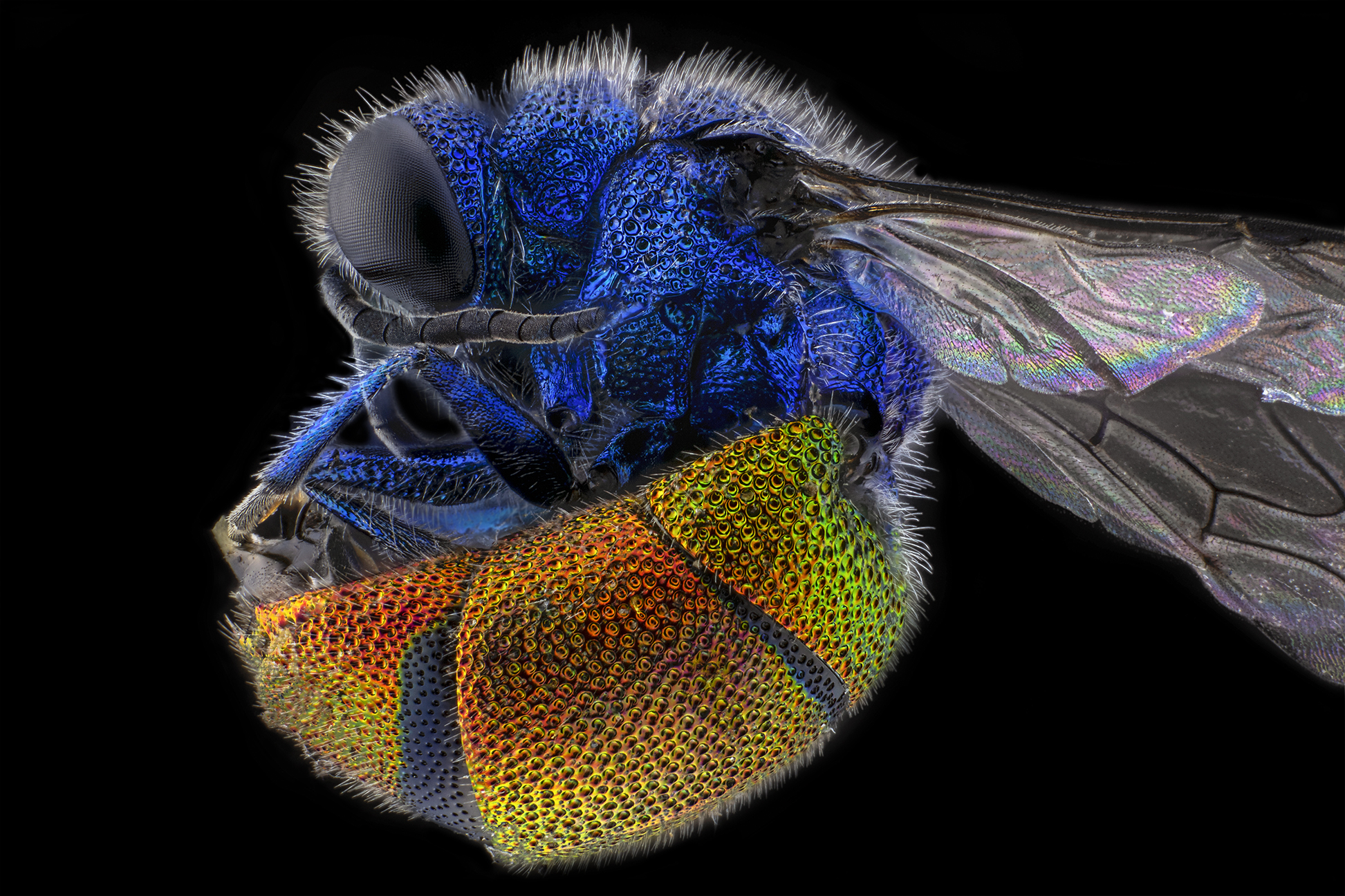 Crisidae