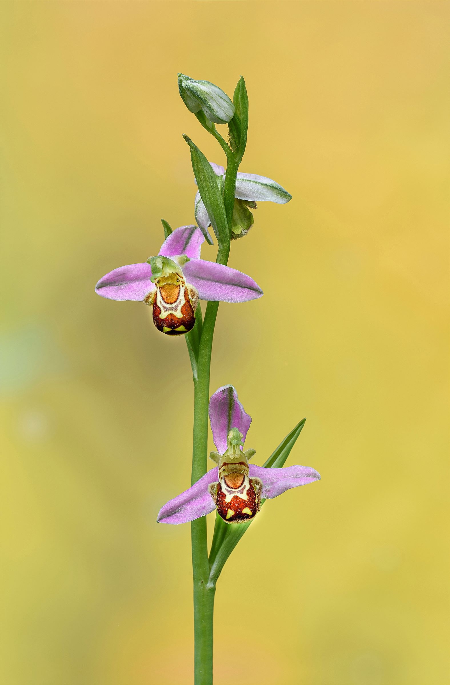 Oprhys apifera