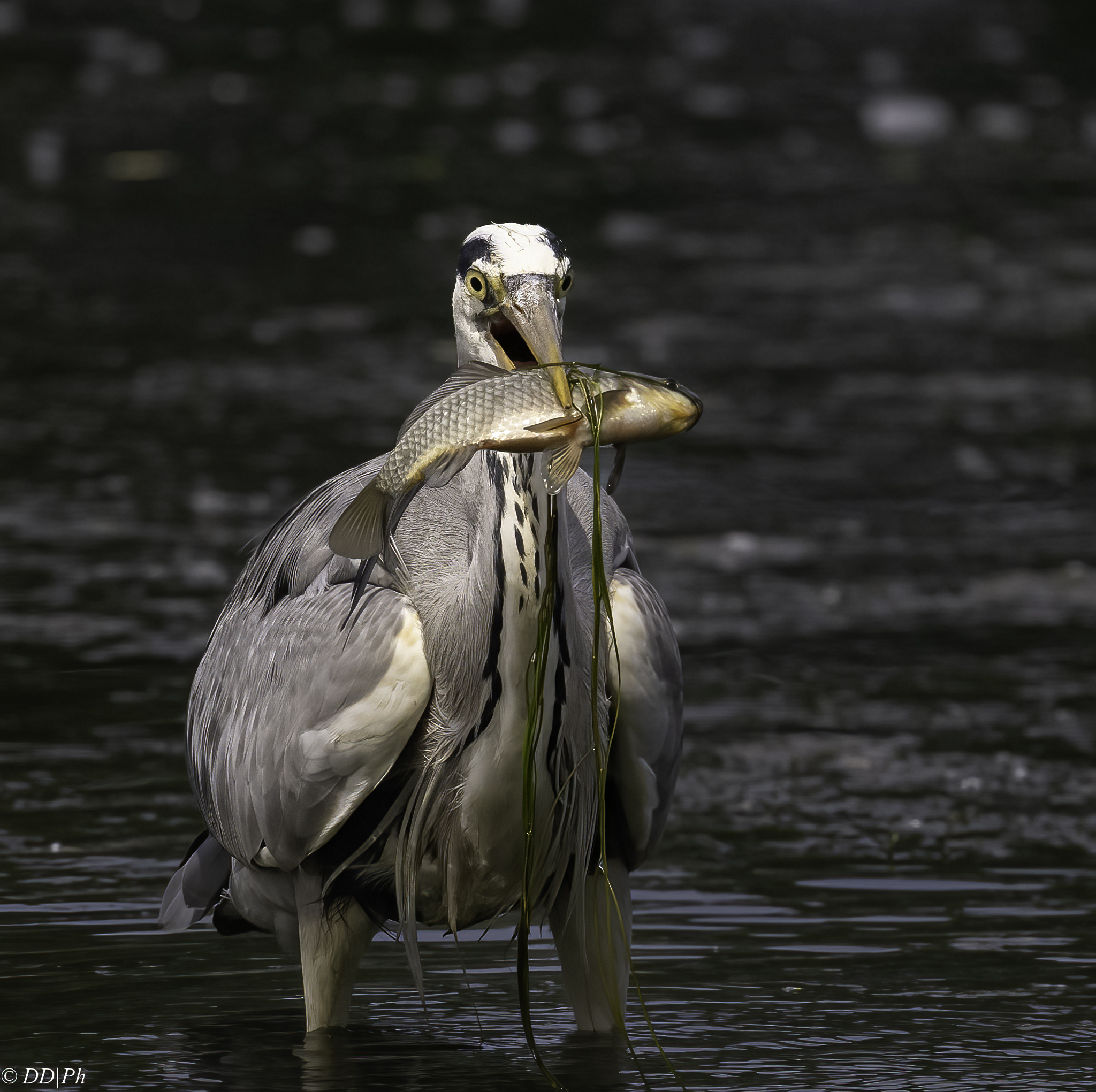 Grey heron