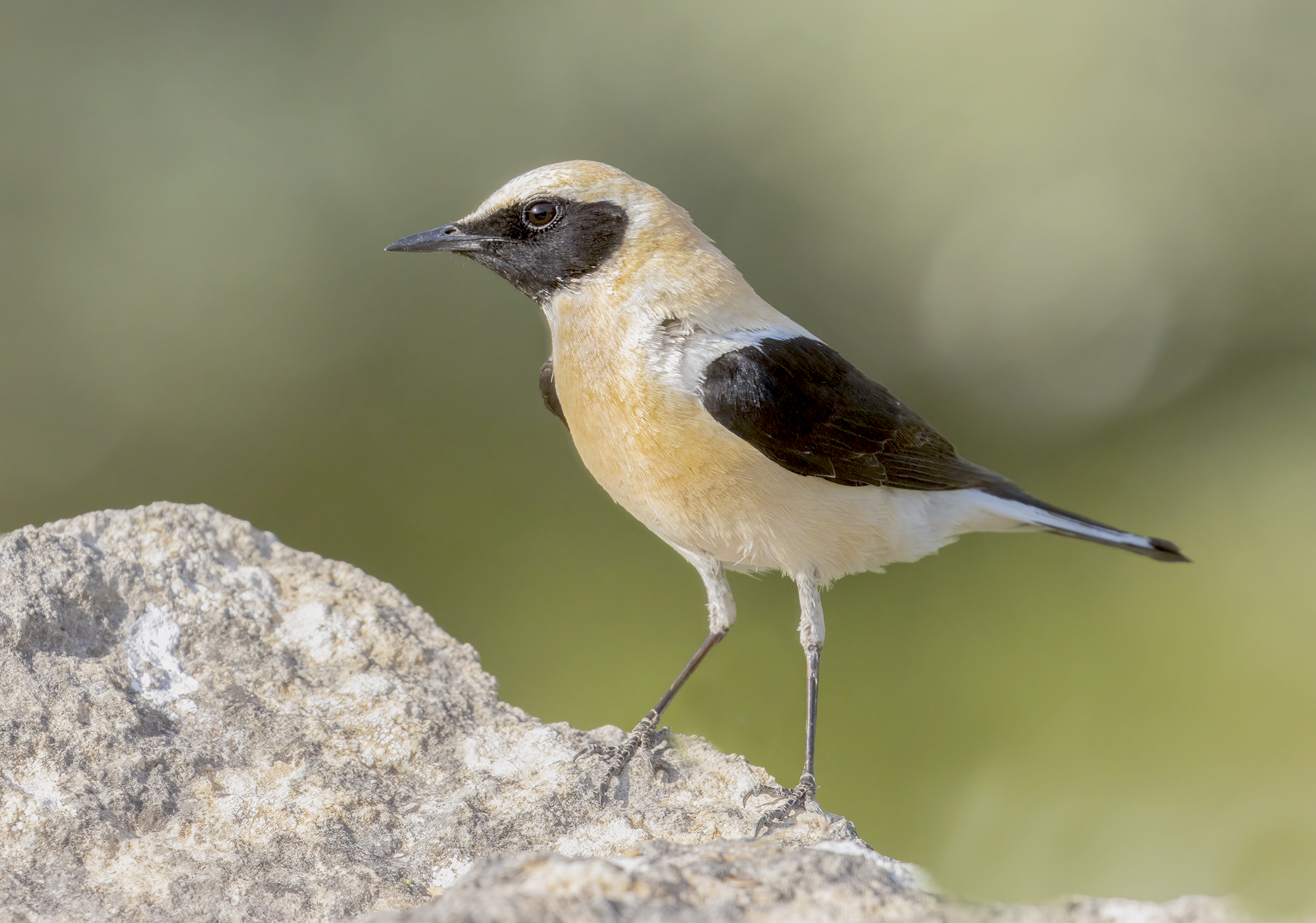la monachella occidentale