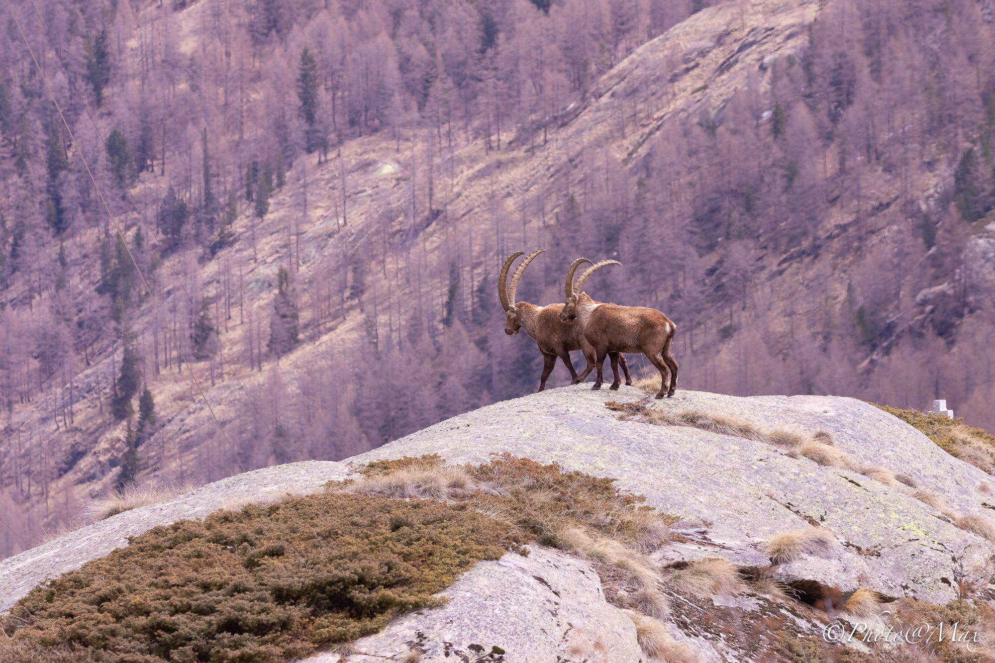 Stambecco alpino