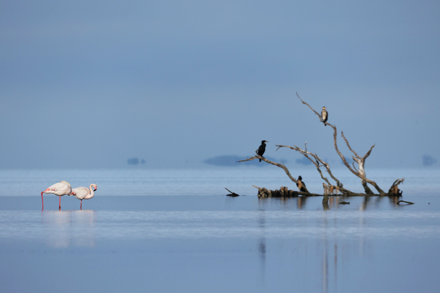 Camargue
