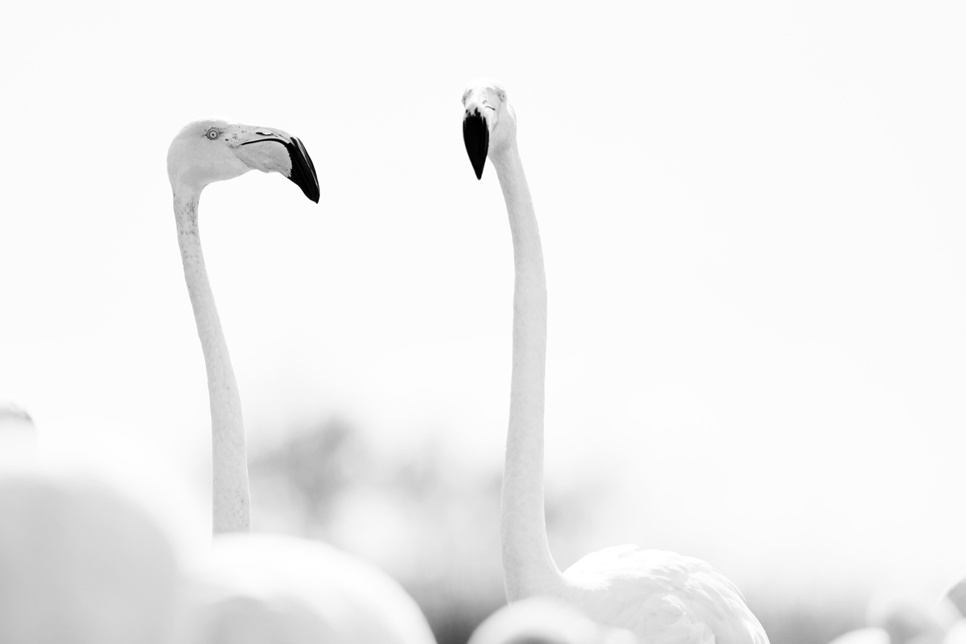Flamingoes