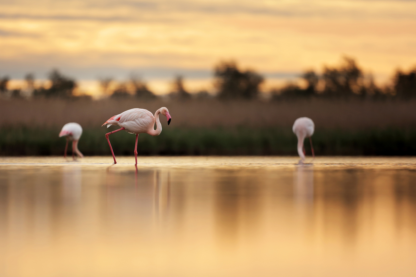 Flamingoes