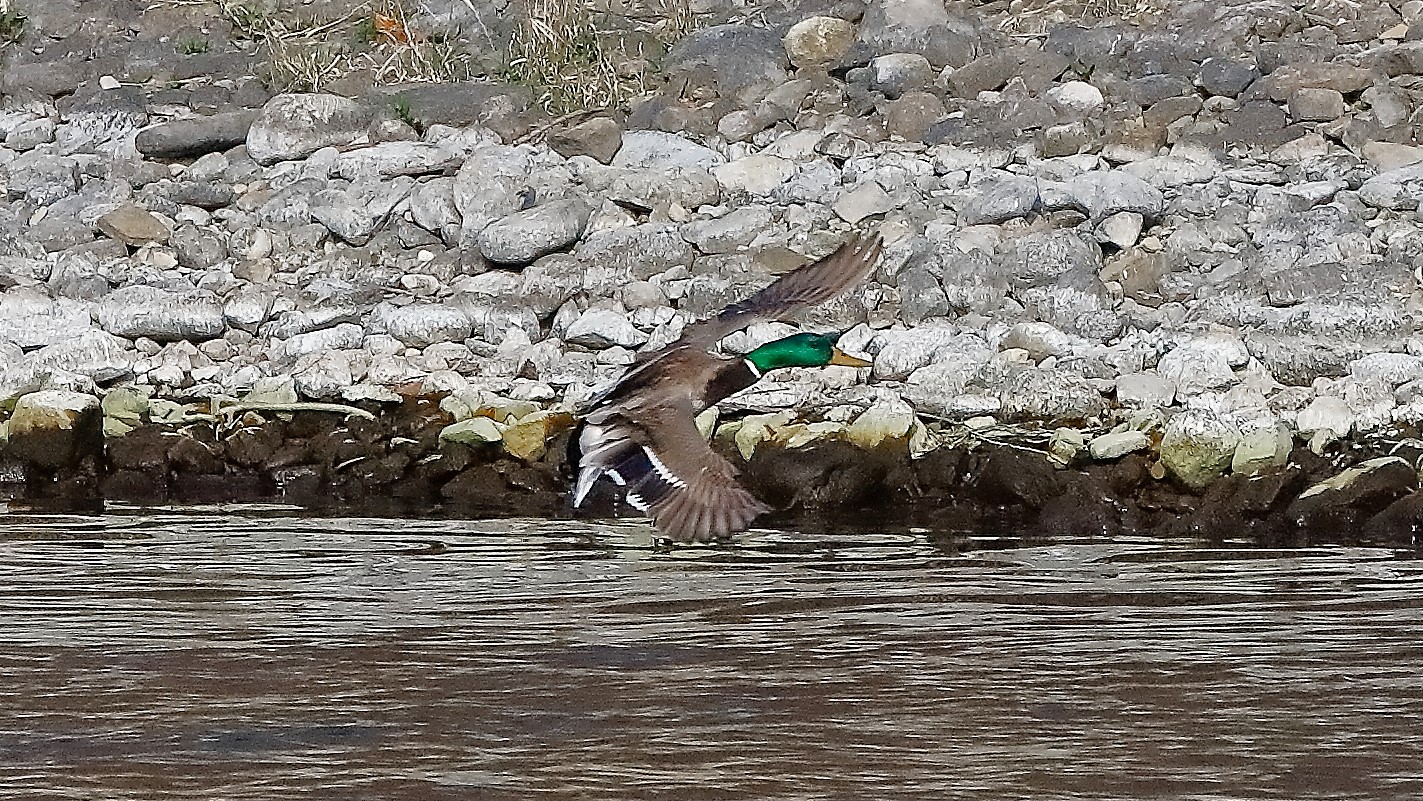 Germano 25 febbraio 2023