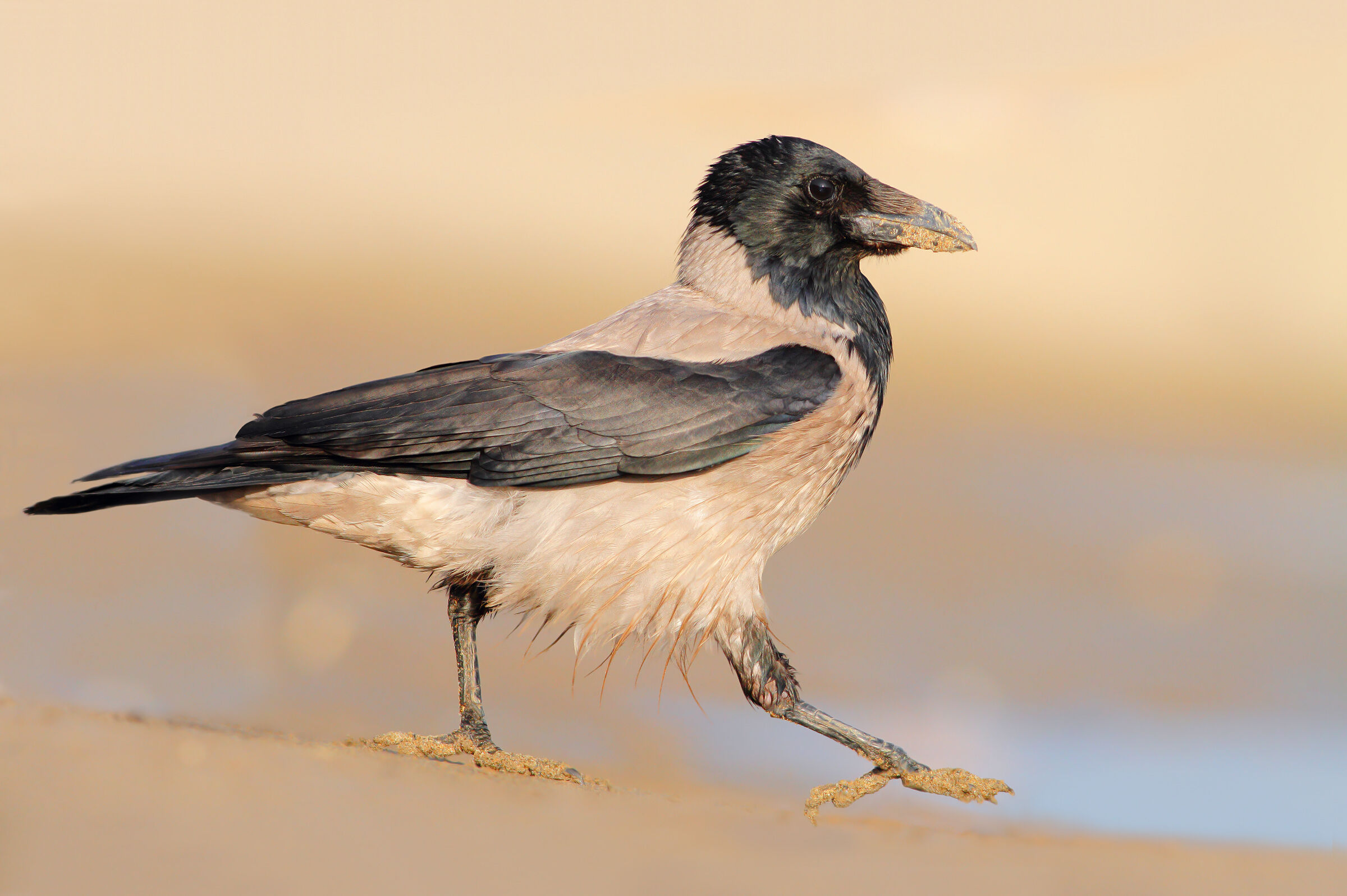 Crow