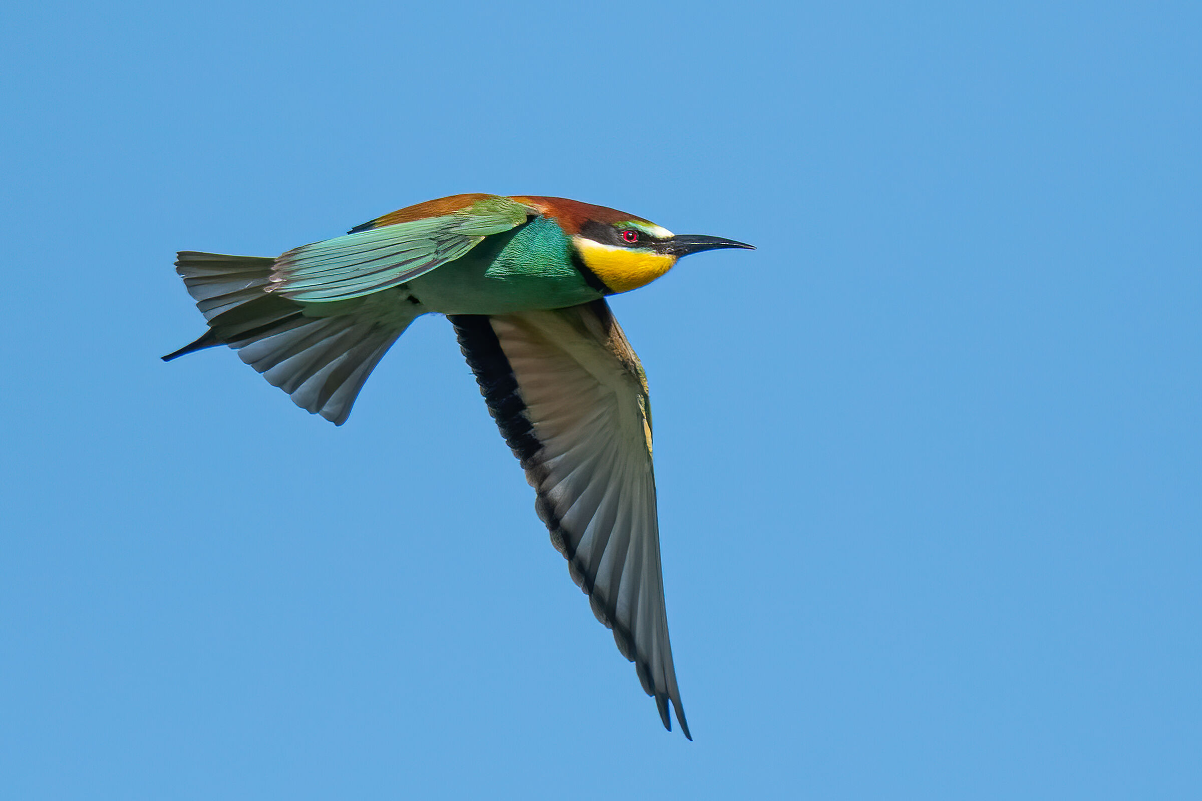 Gruccione(Merops apiaster)