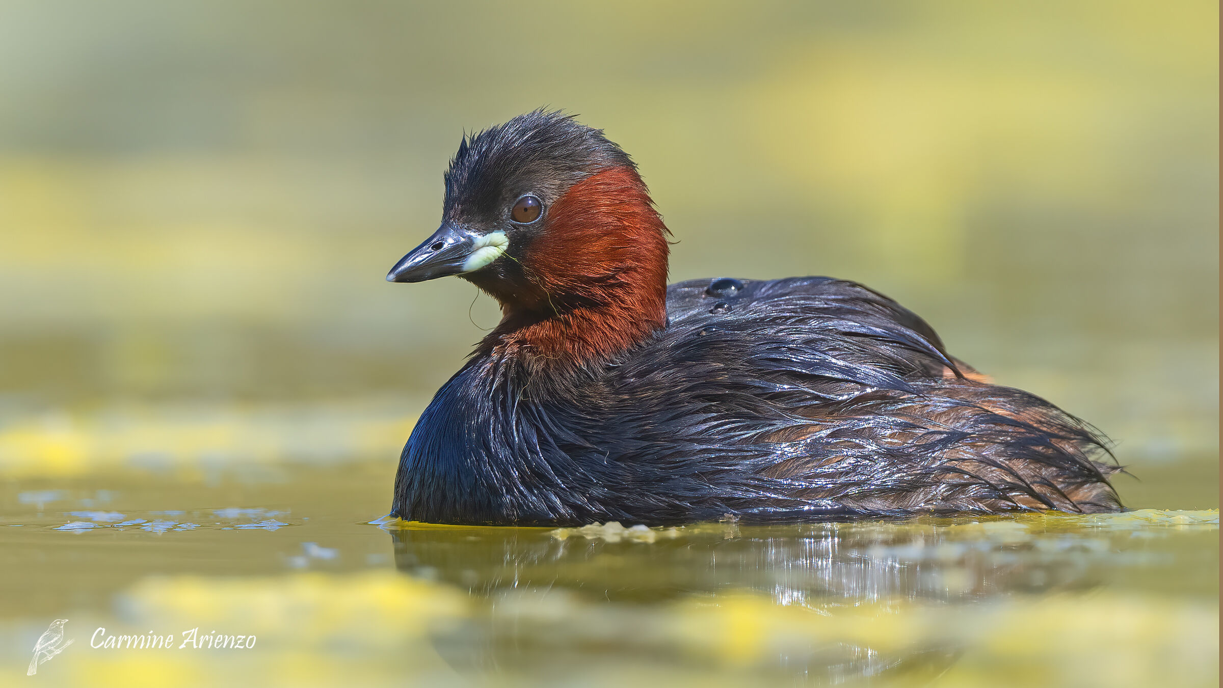 Dabchick