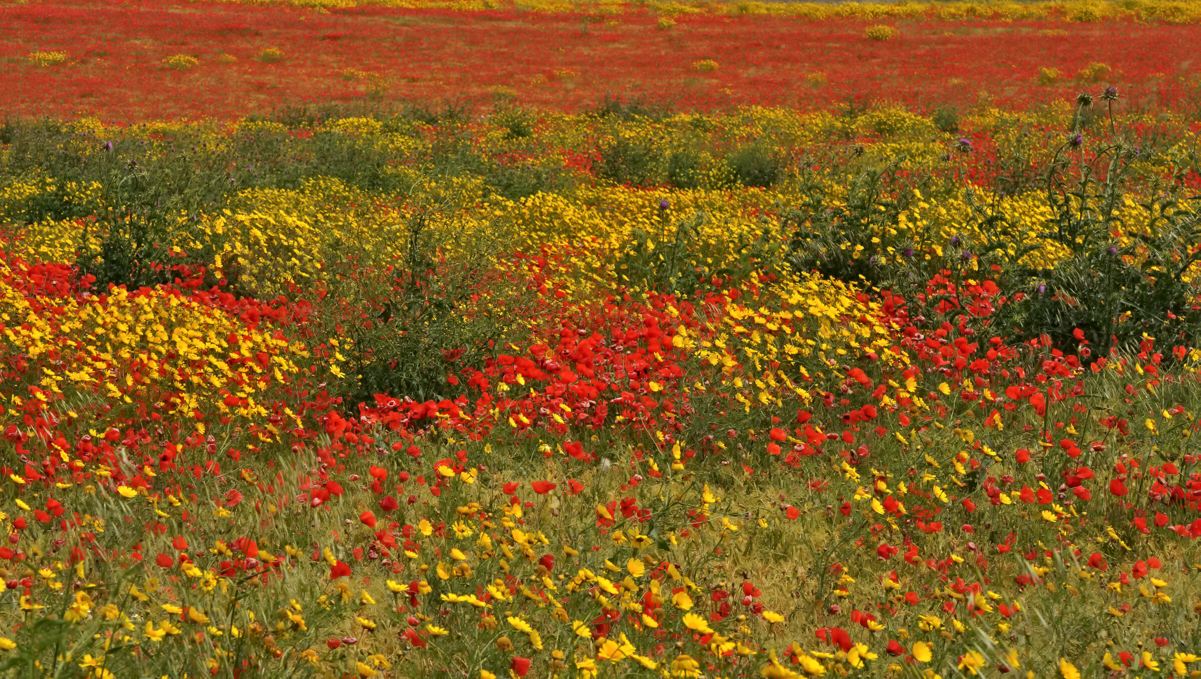 A spasso per le campagne della Sardegna ...