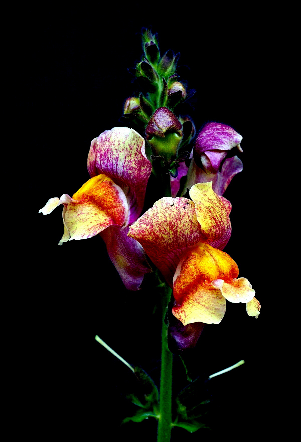 Antirrhinum Marjus