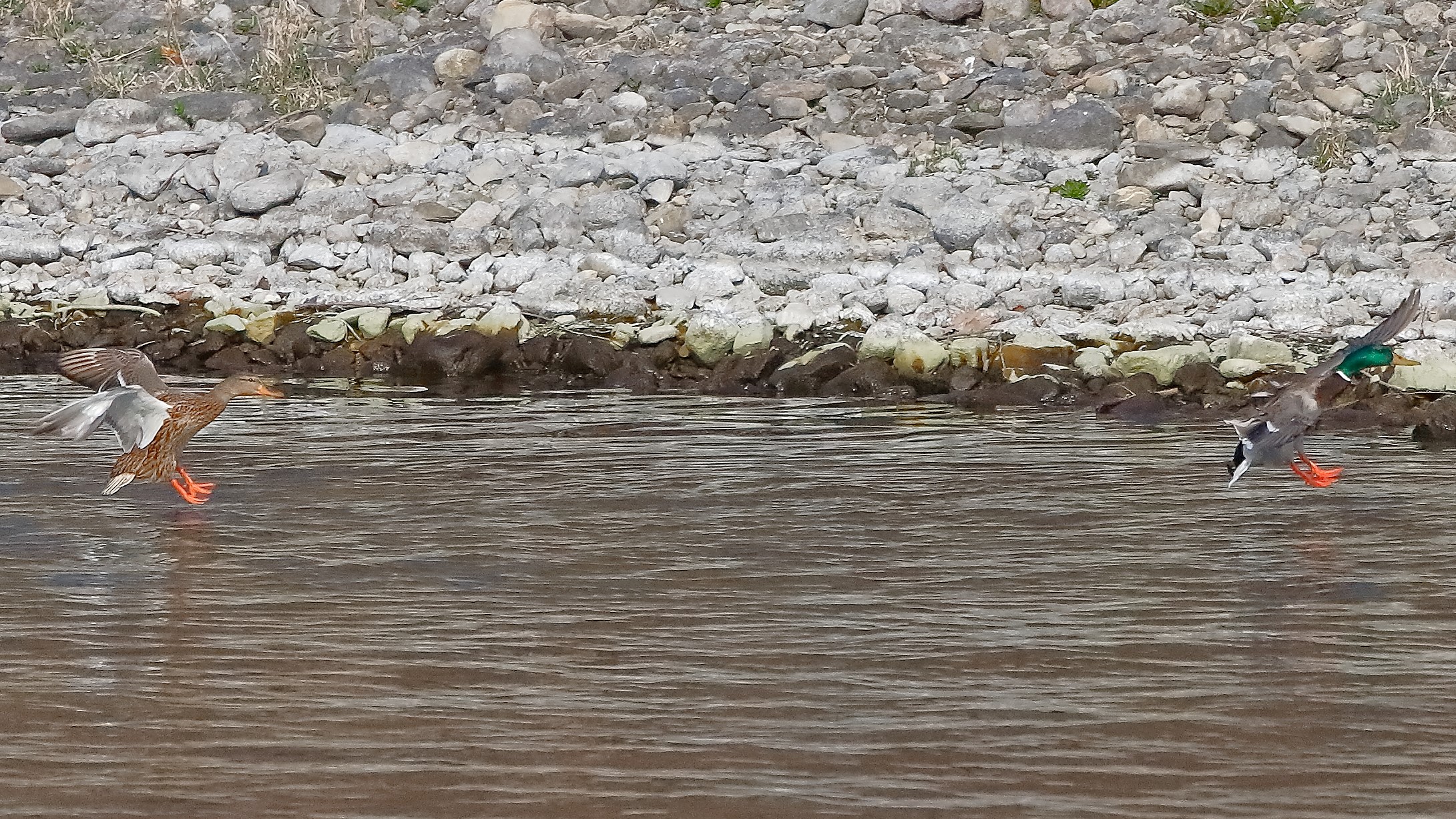 Germani 25 febbraio 2023