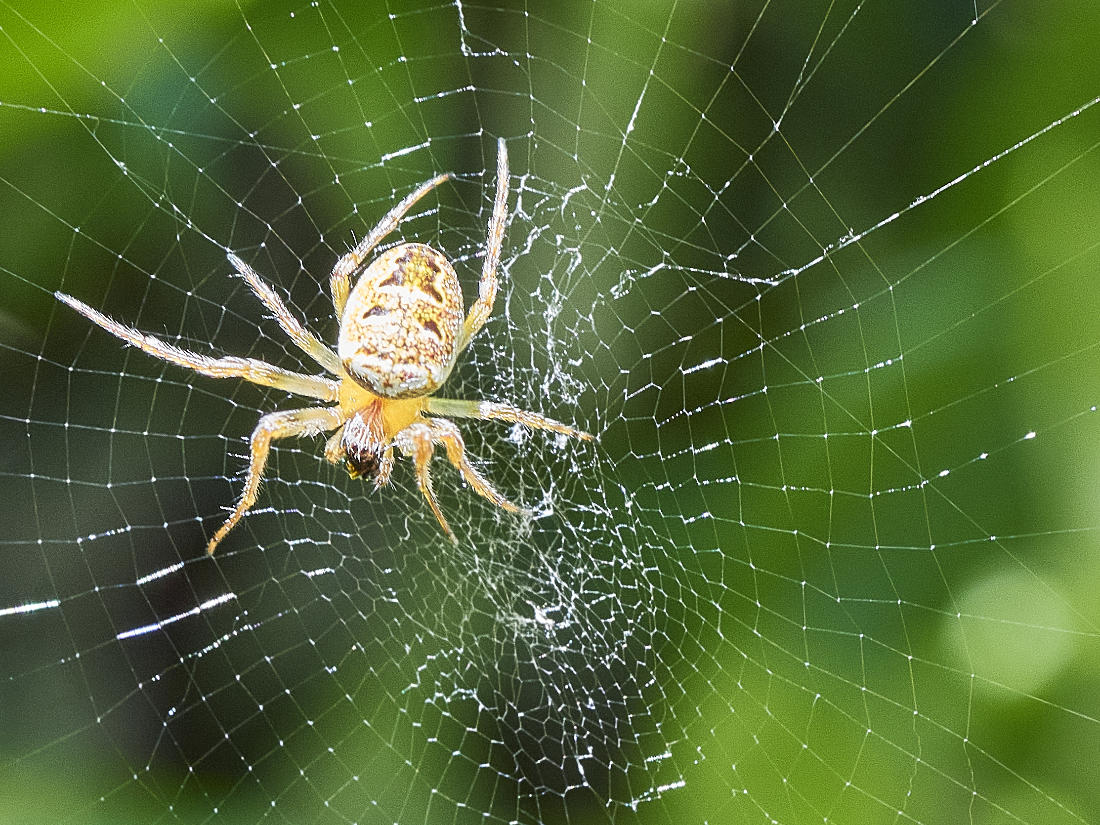 Il ragno nella ragnatela