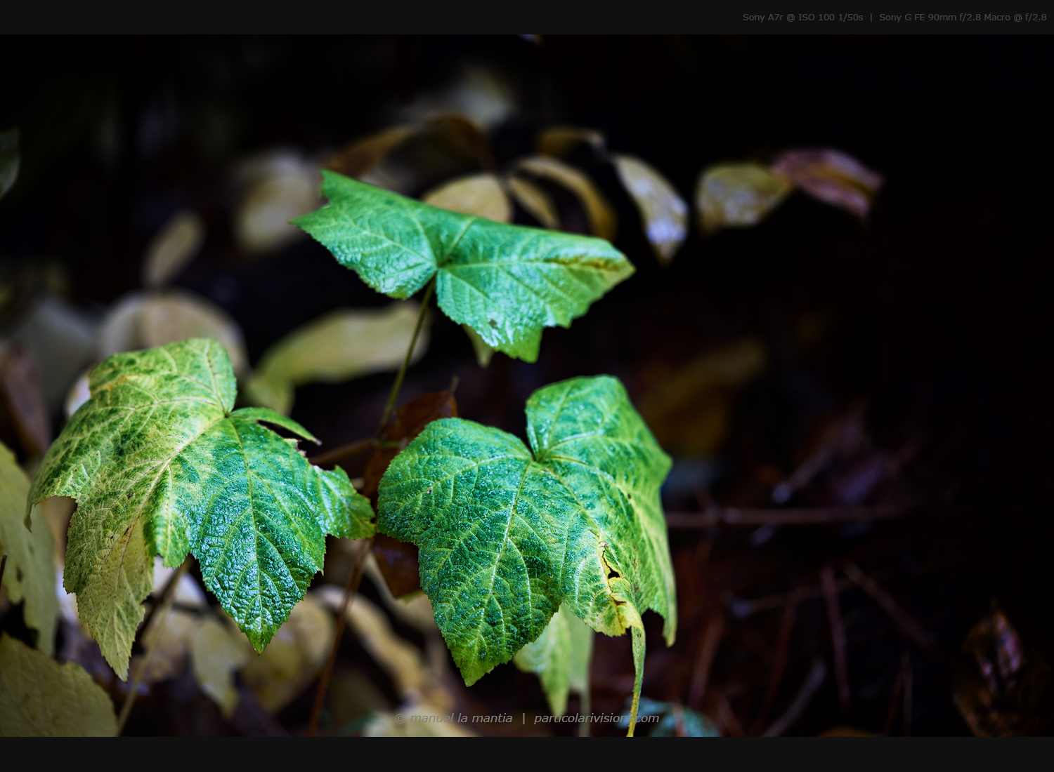 Yosemite Pohono Bridge