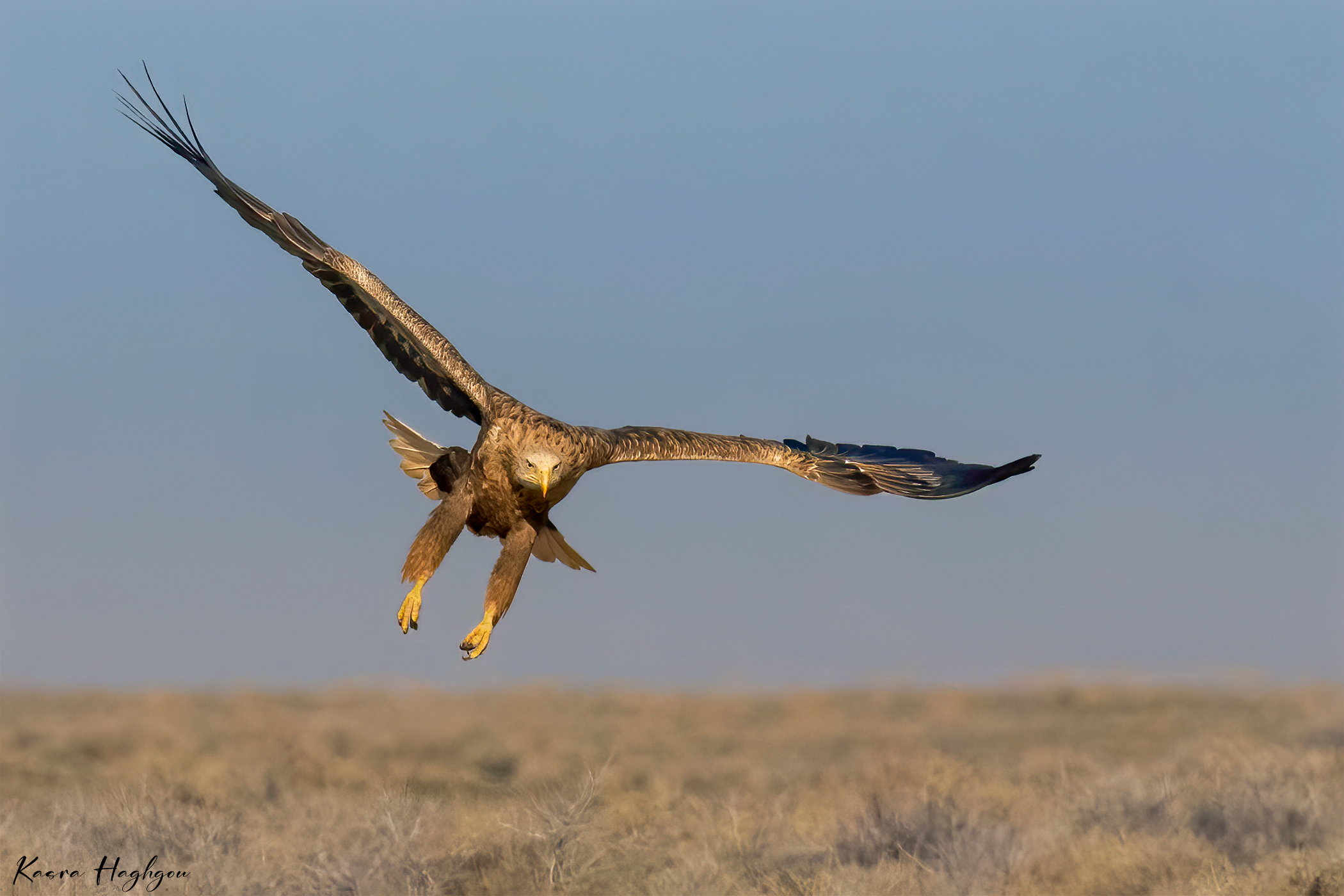 white-tailed eagle