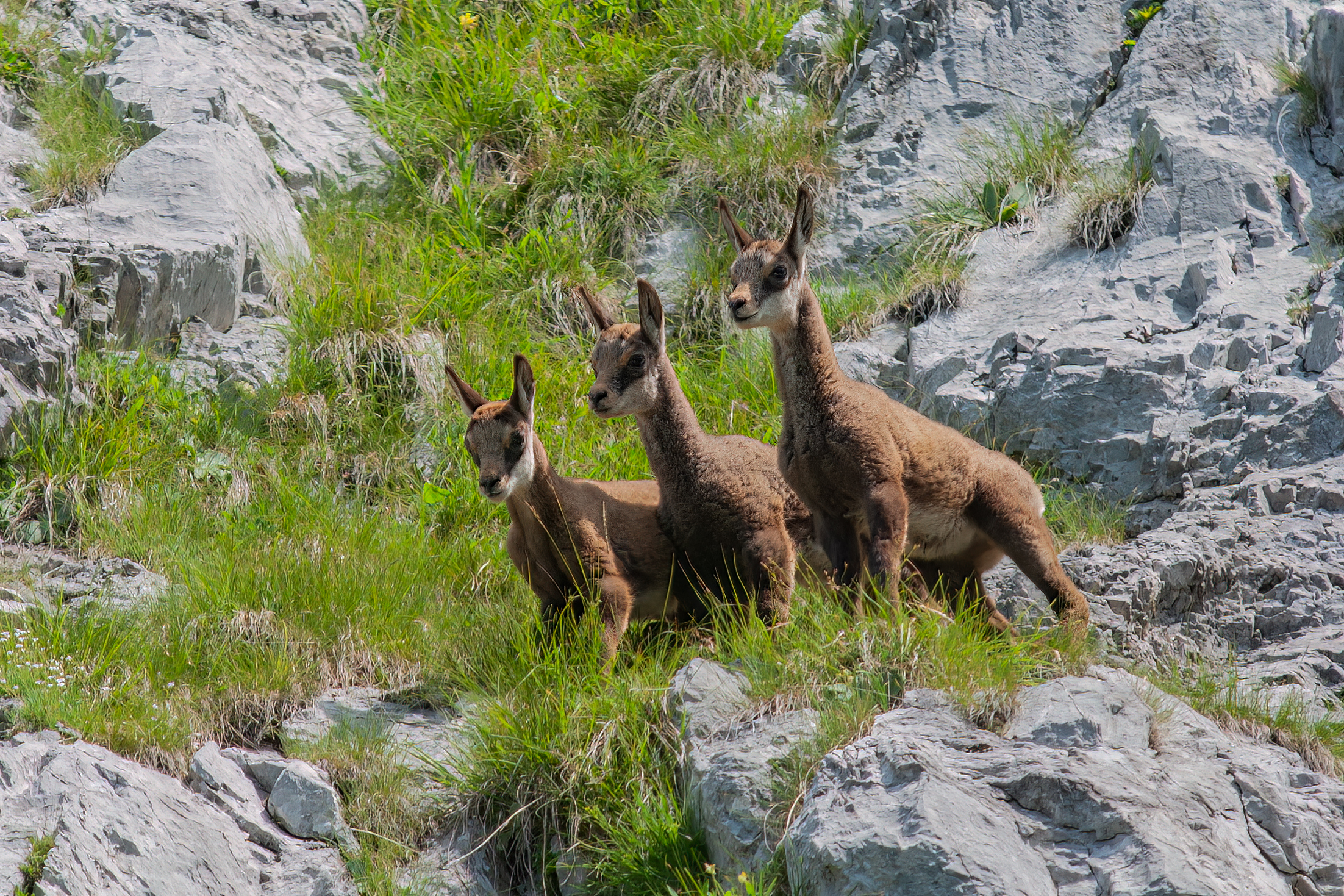 3 small chamois 2014