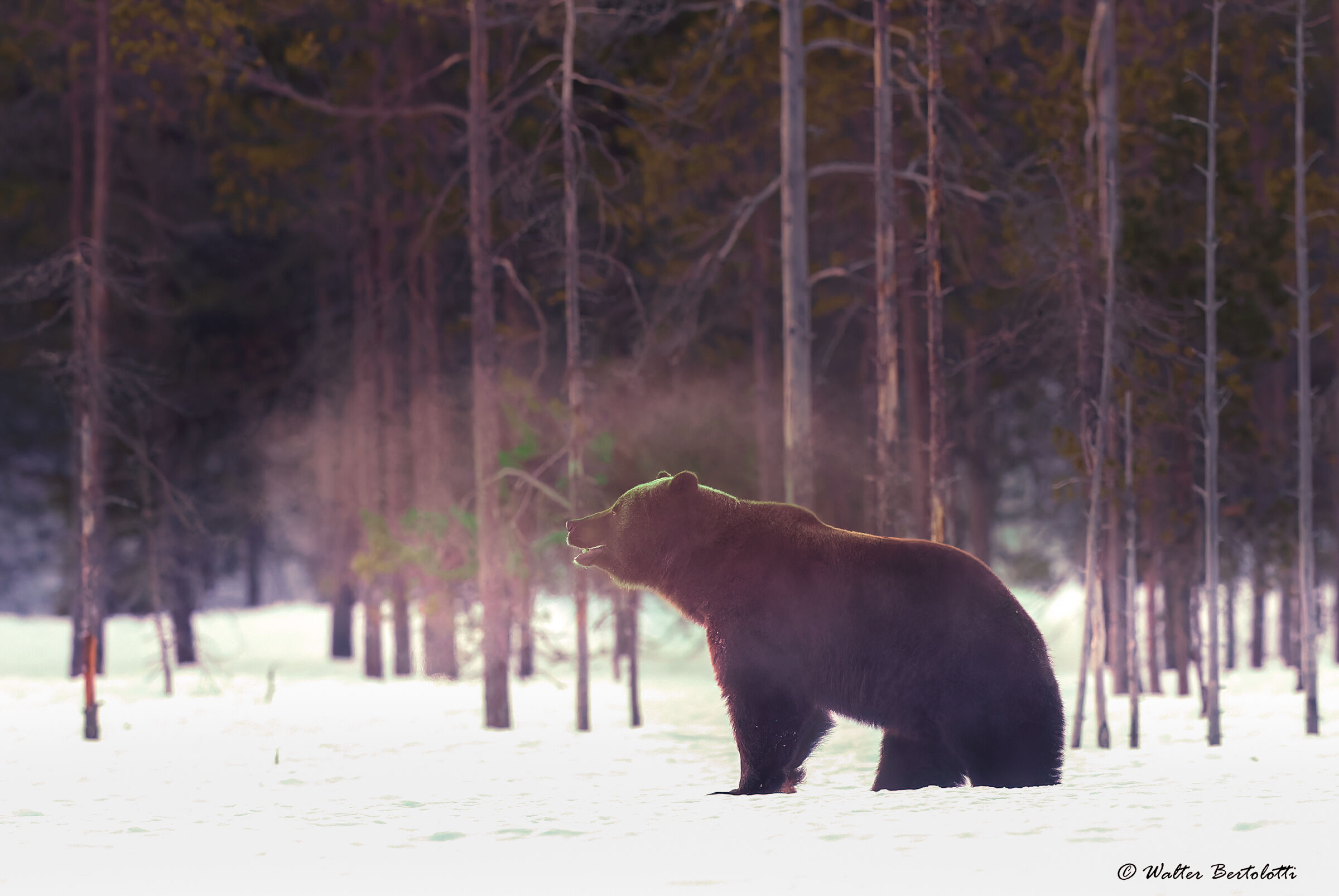 The Lord of the North