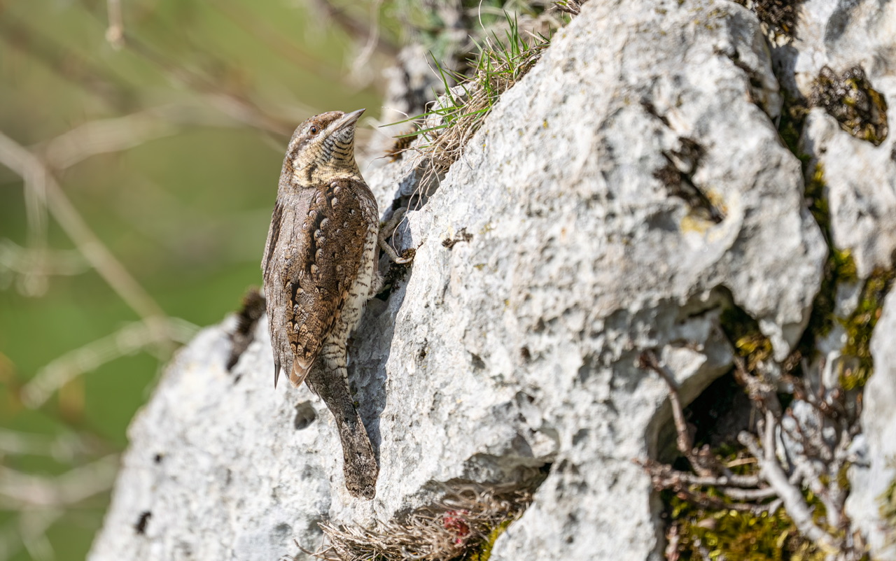 Wryneck