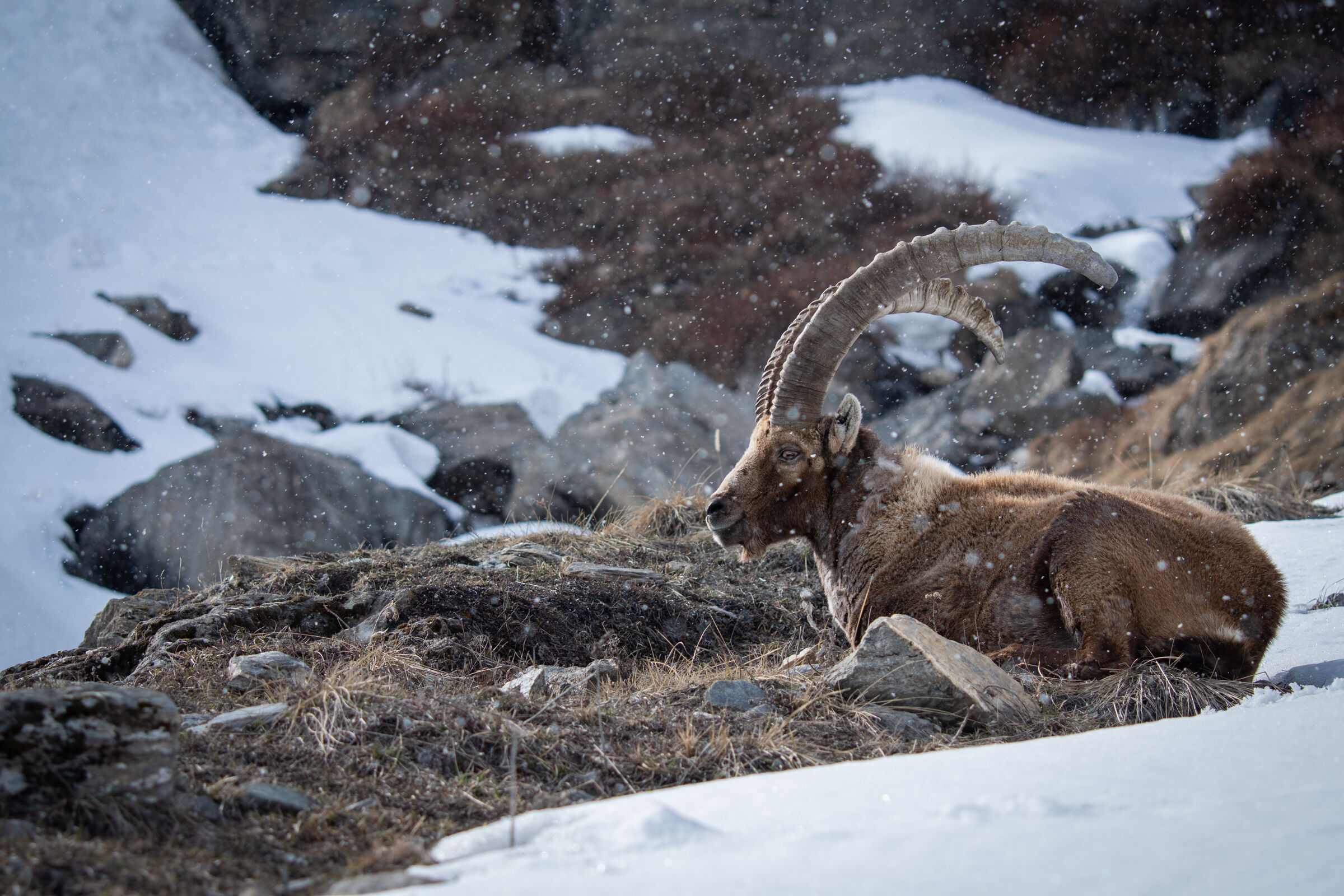Ibex in snowfall