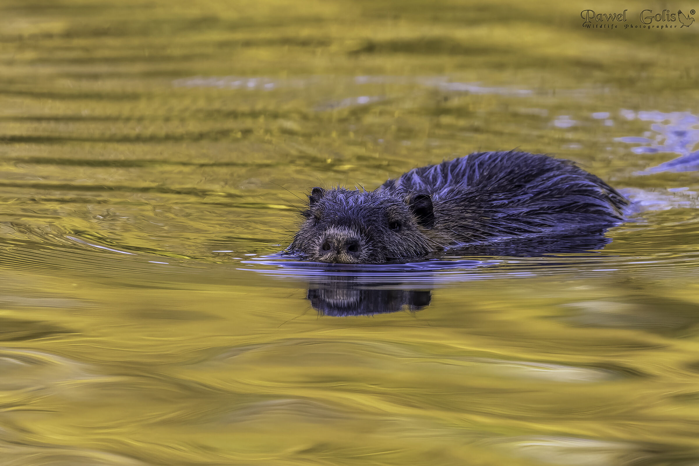 Nutria (Myocastor coypus) ?