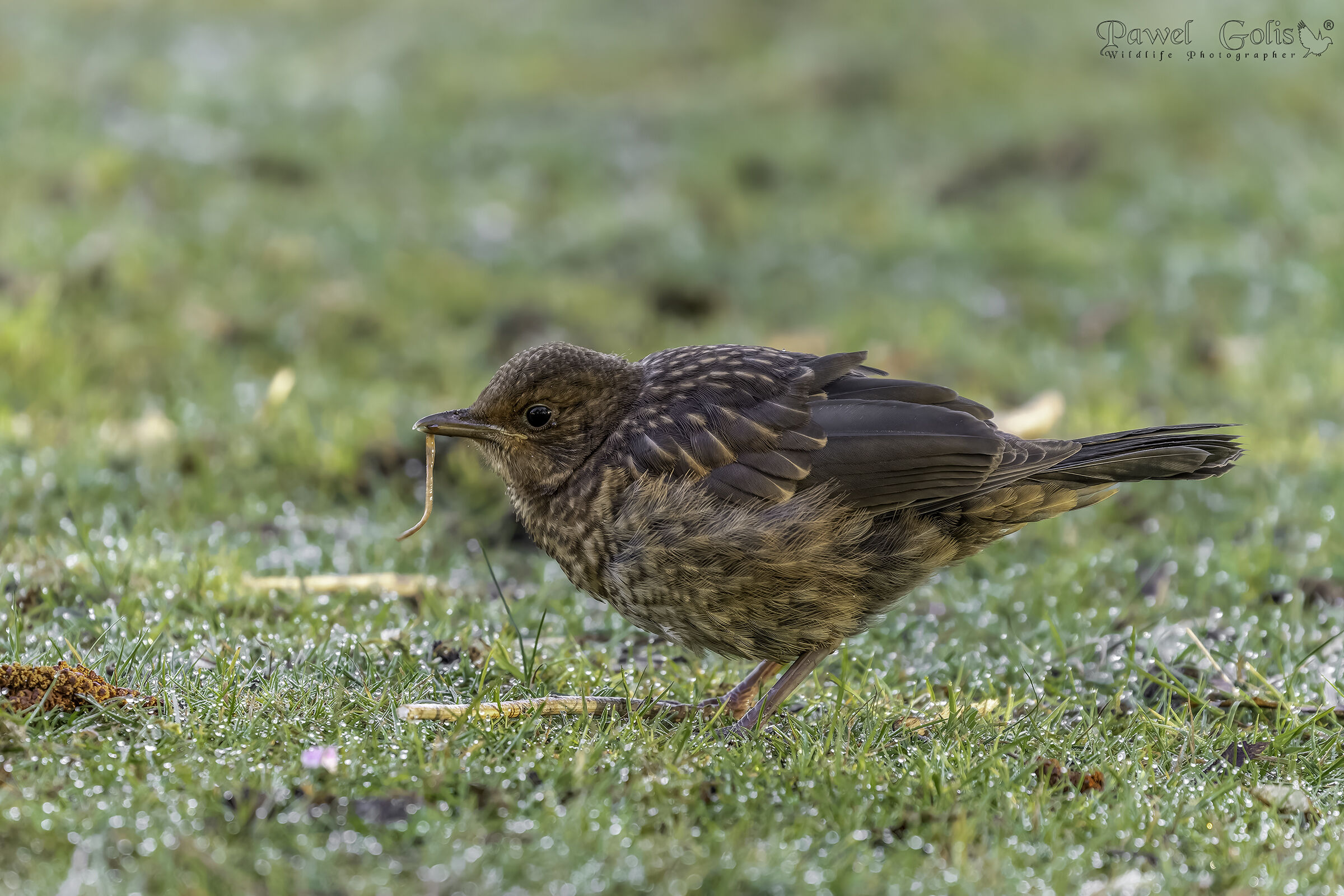 Merlo comune (Turdus merula) Giovane