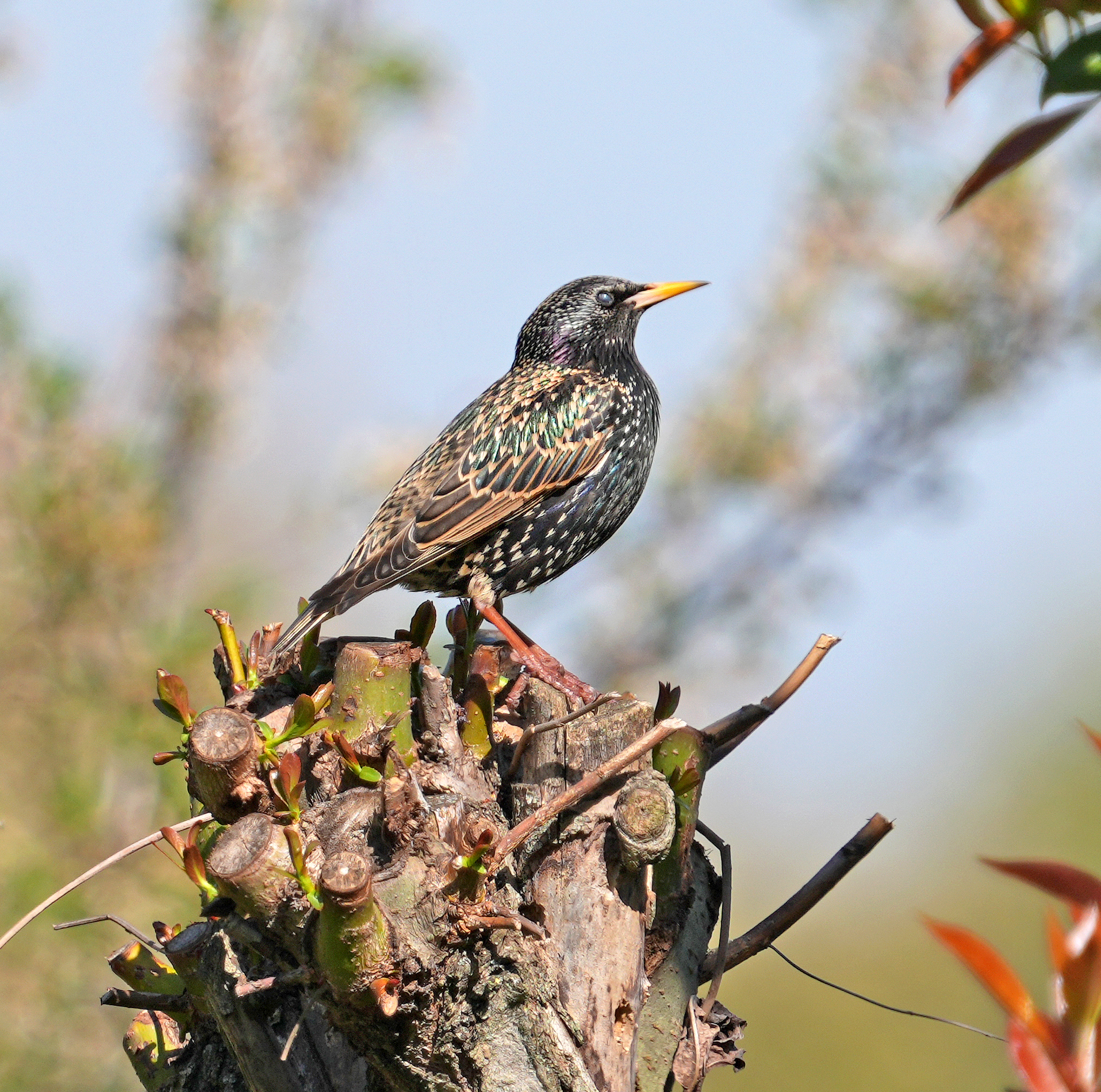 Starling