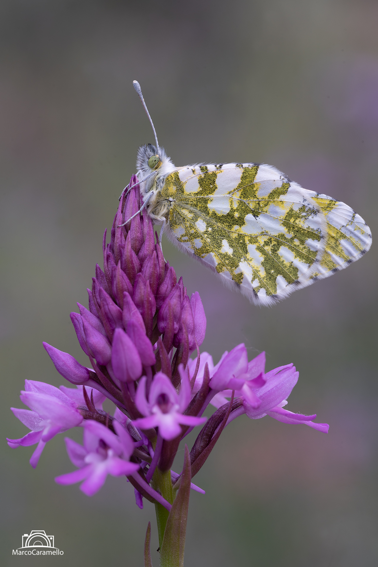 Euchloe crameri