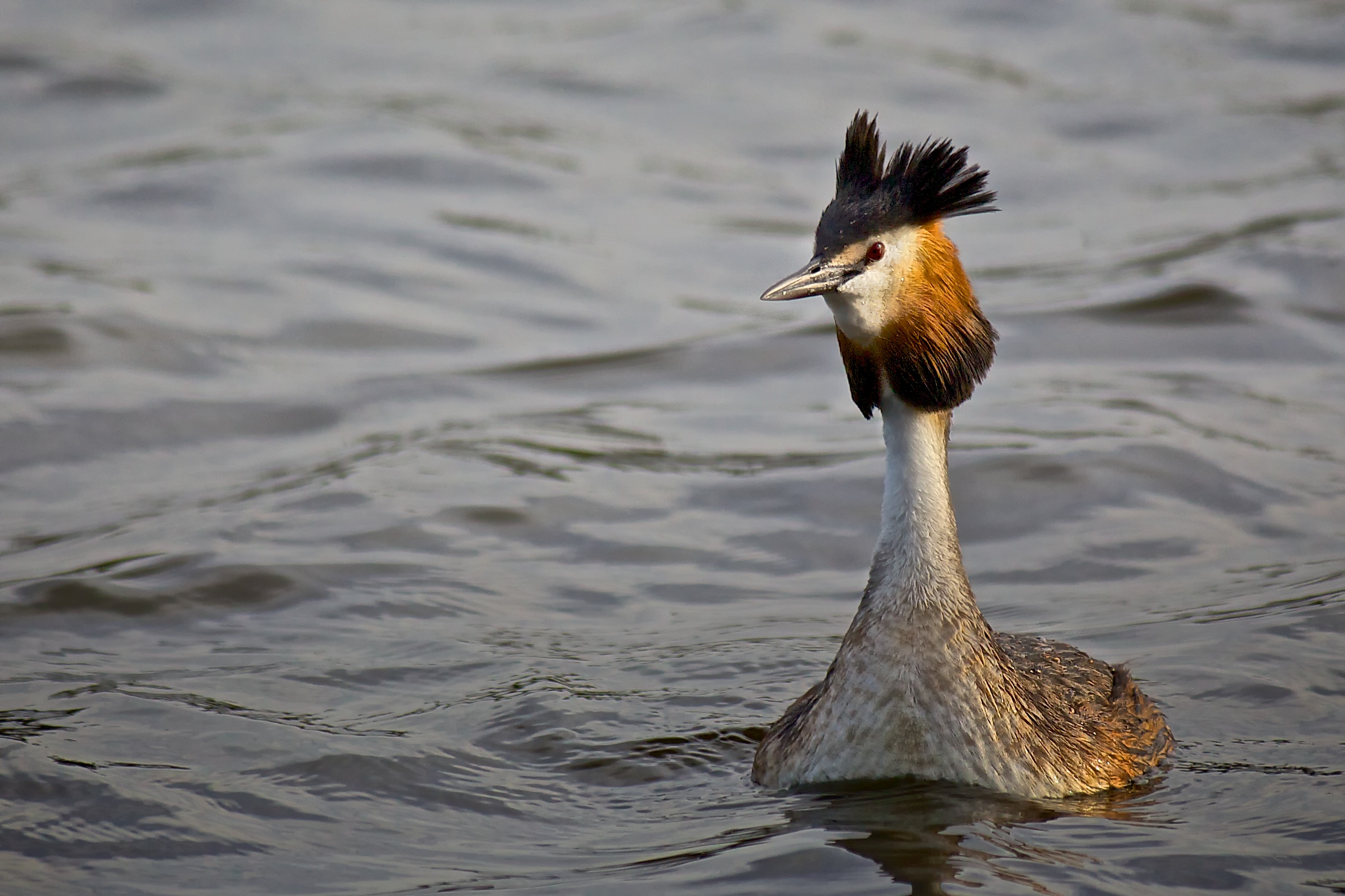 Great Crested Grebe at sunset
