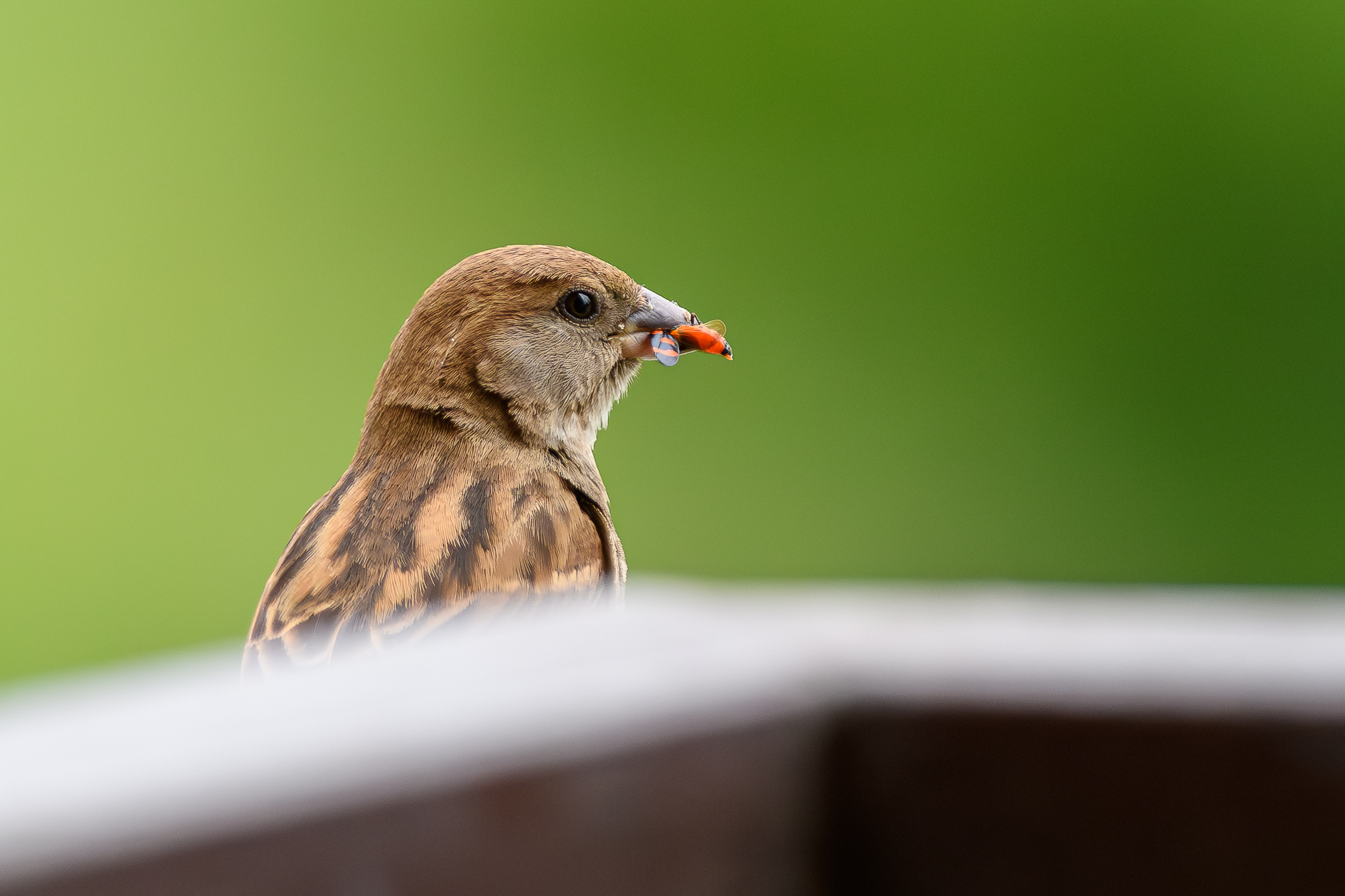 Sparrow
