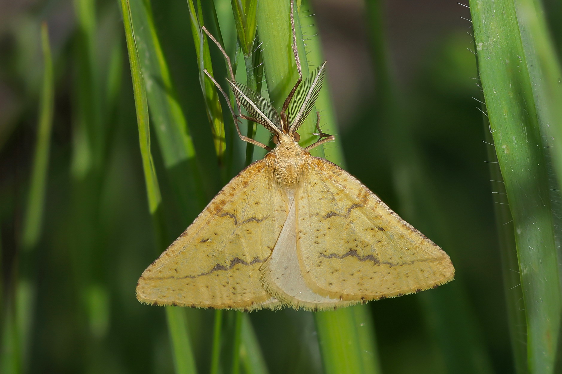 Semiaspilates ochrearius