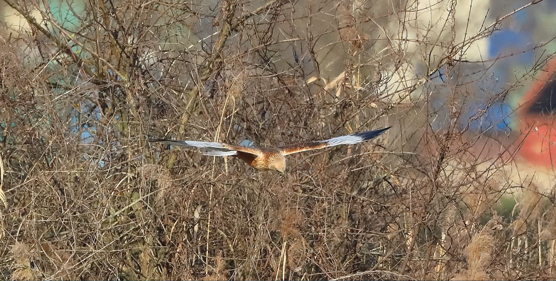 Falco di palude 03-02-2023