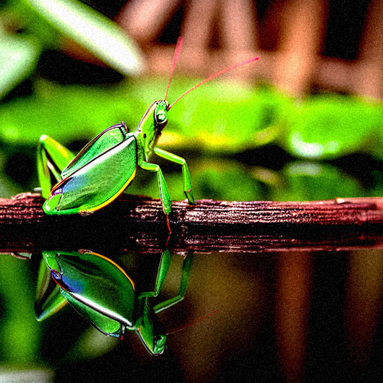 Very rare quadruped cricket.