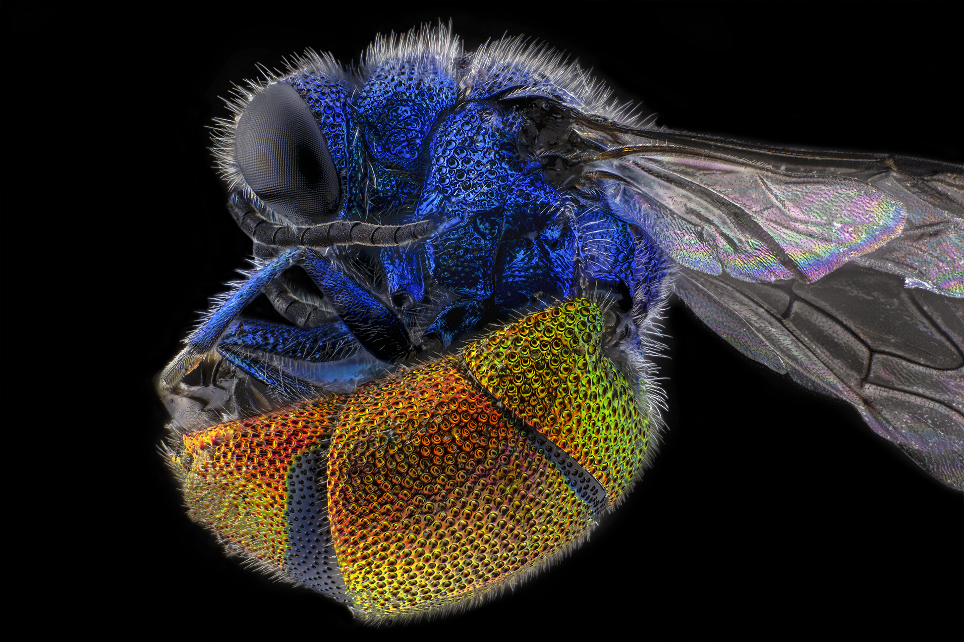 Antenna correction on Chrysididae