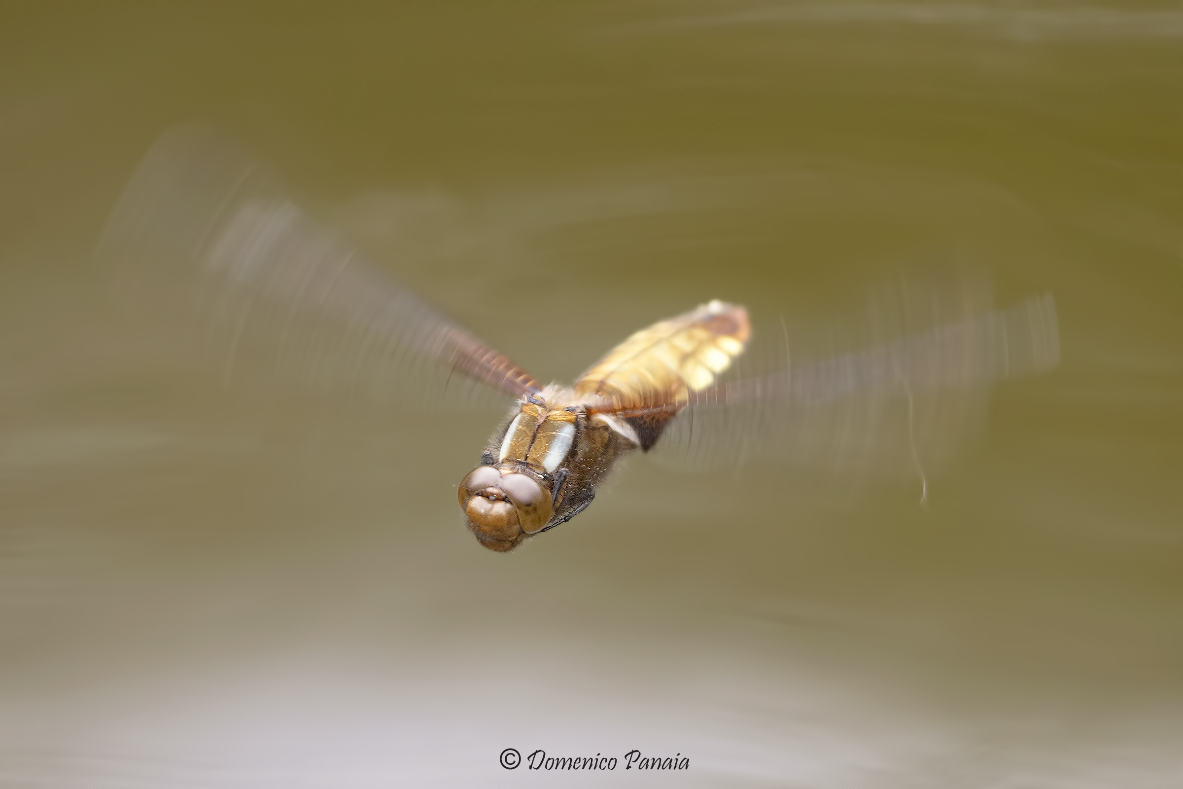 libellula depressa femmina