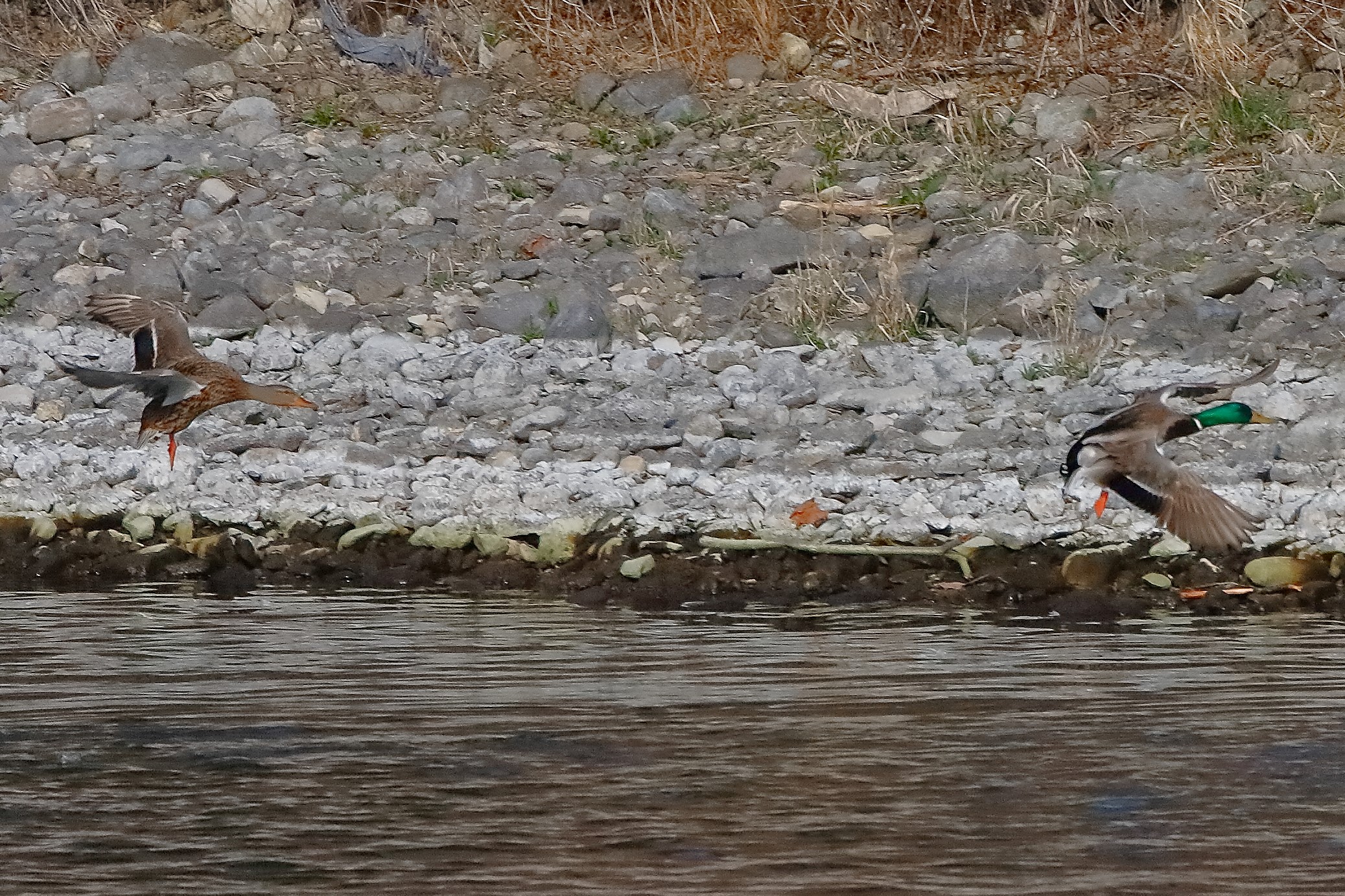 Germani 25 febbraio 2023