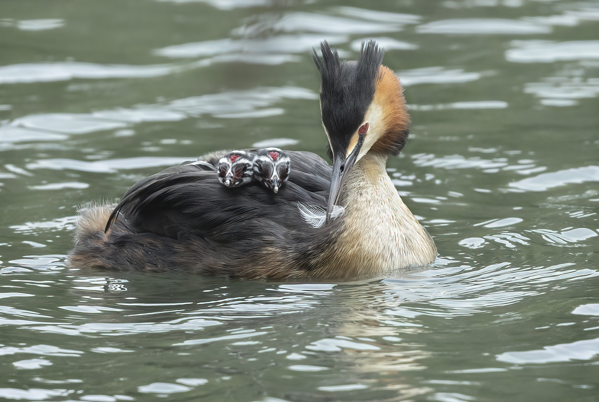 l'offerta della piuma, svasso maggiore con prole