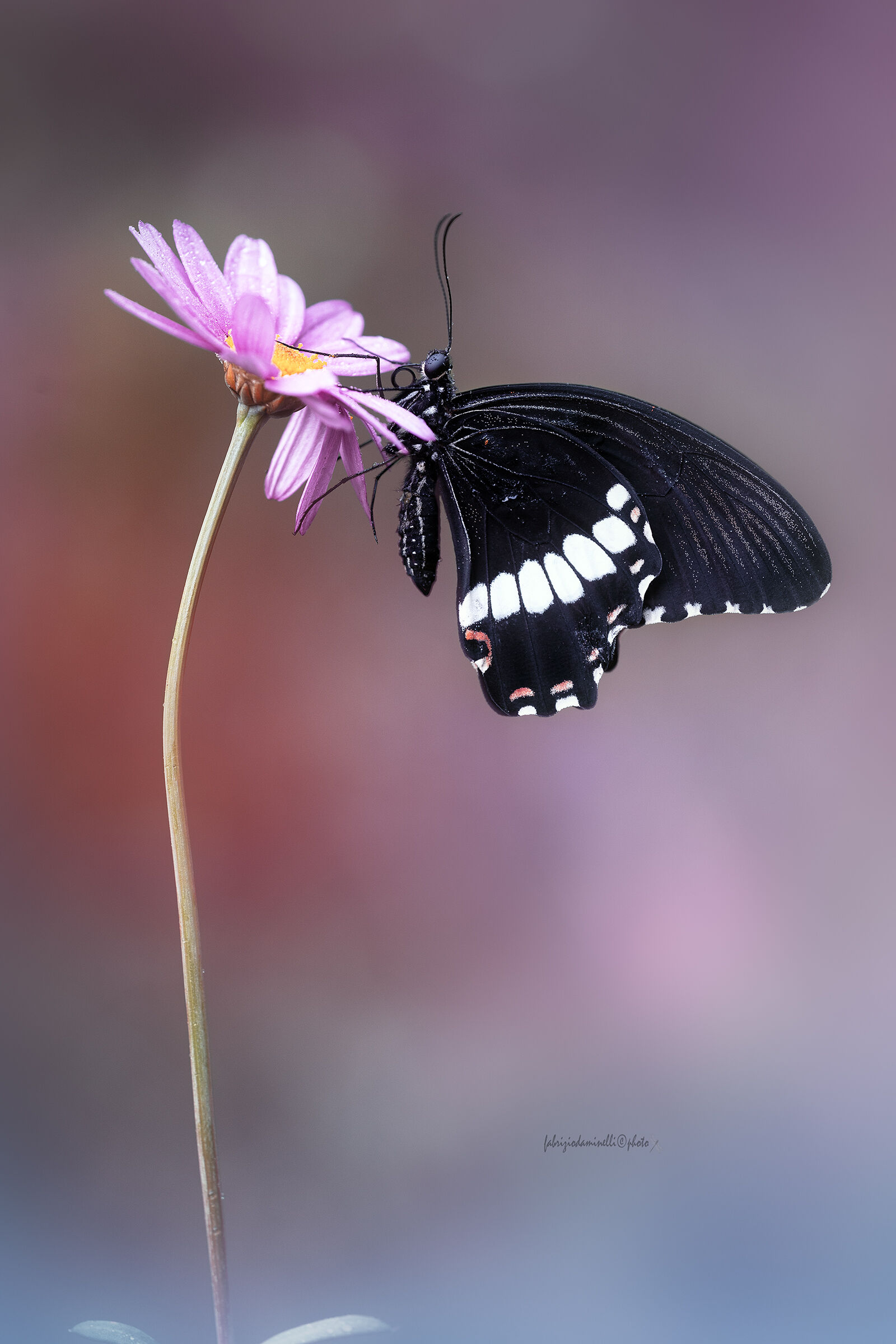 Papilio polytes