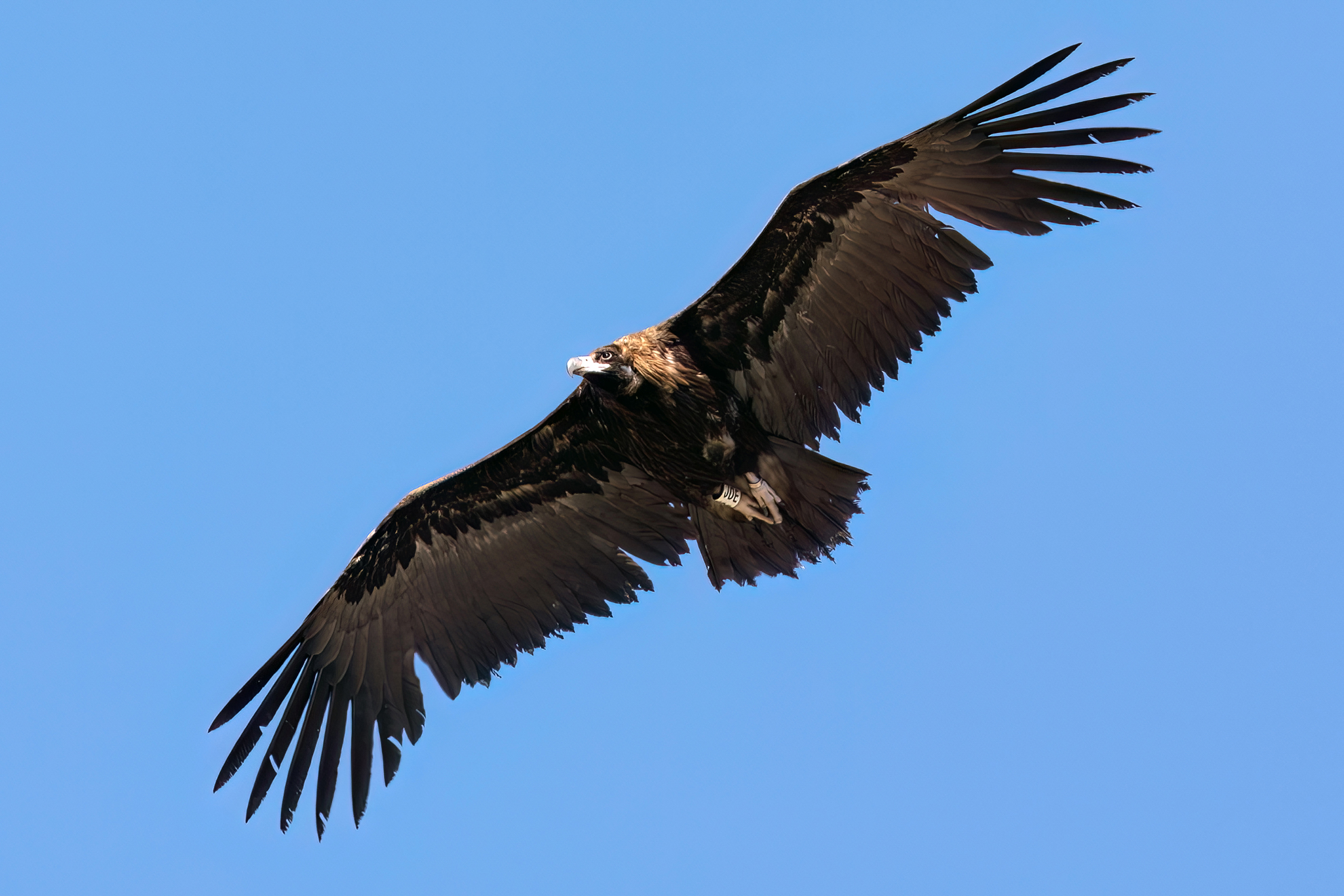 Monk vulture in flight