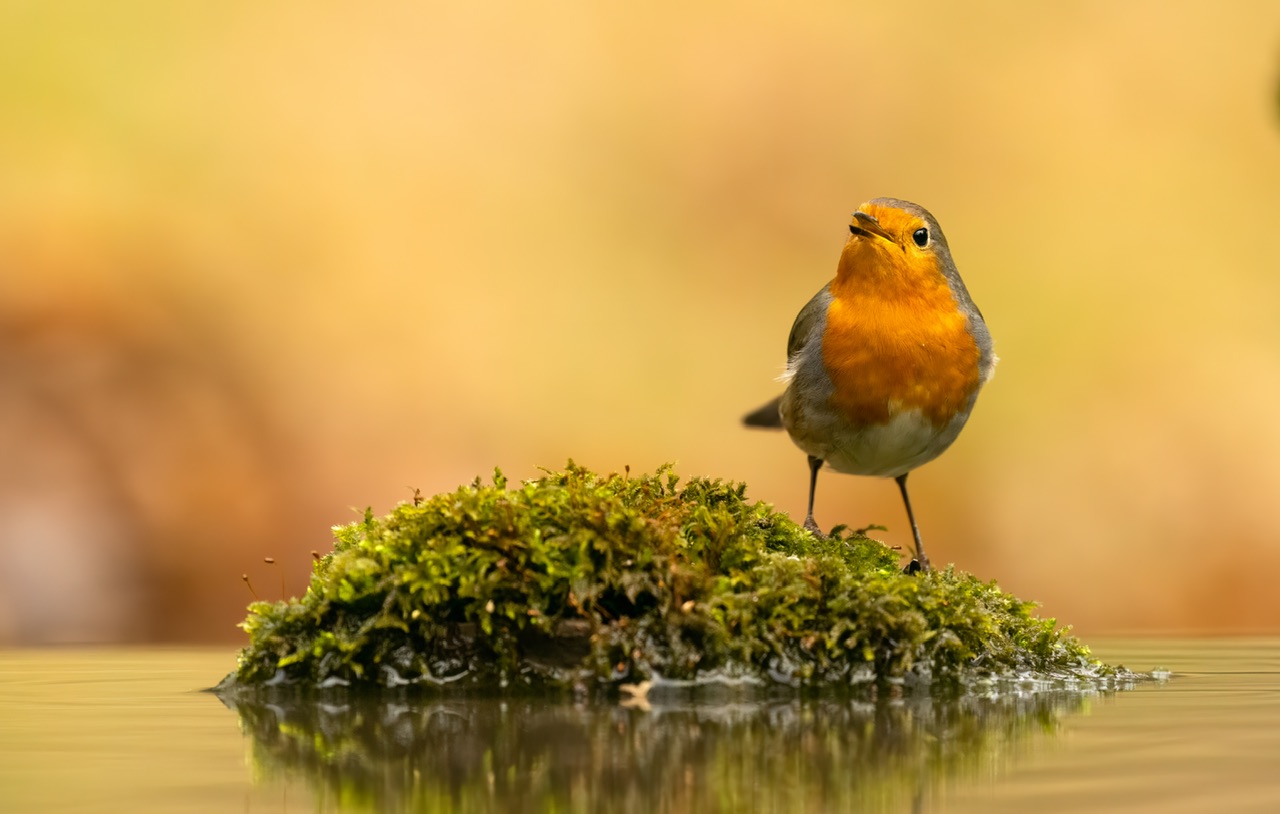 Robin