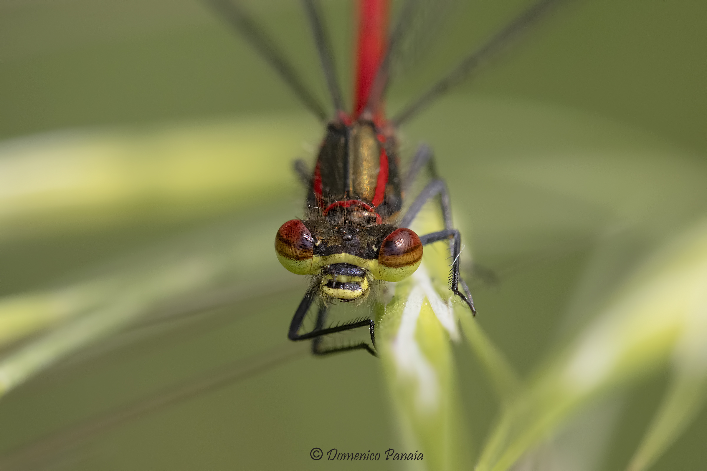 pyrrhosoma nymphula