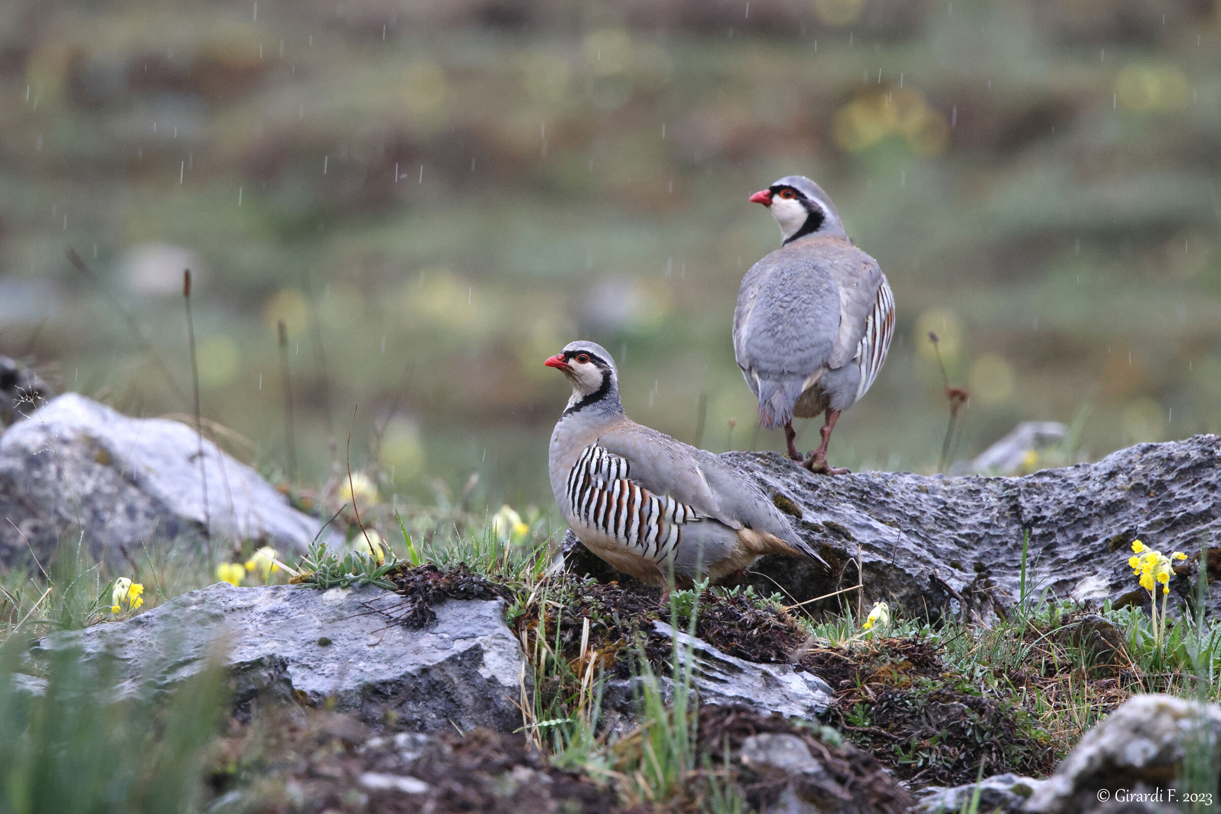 Coturnice alpina (coppia)