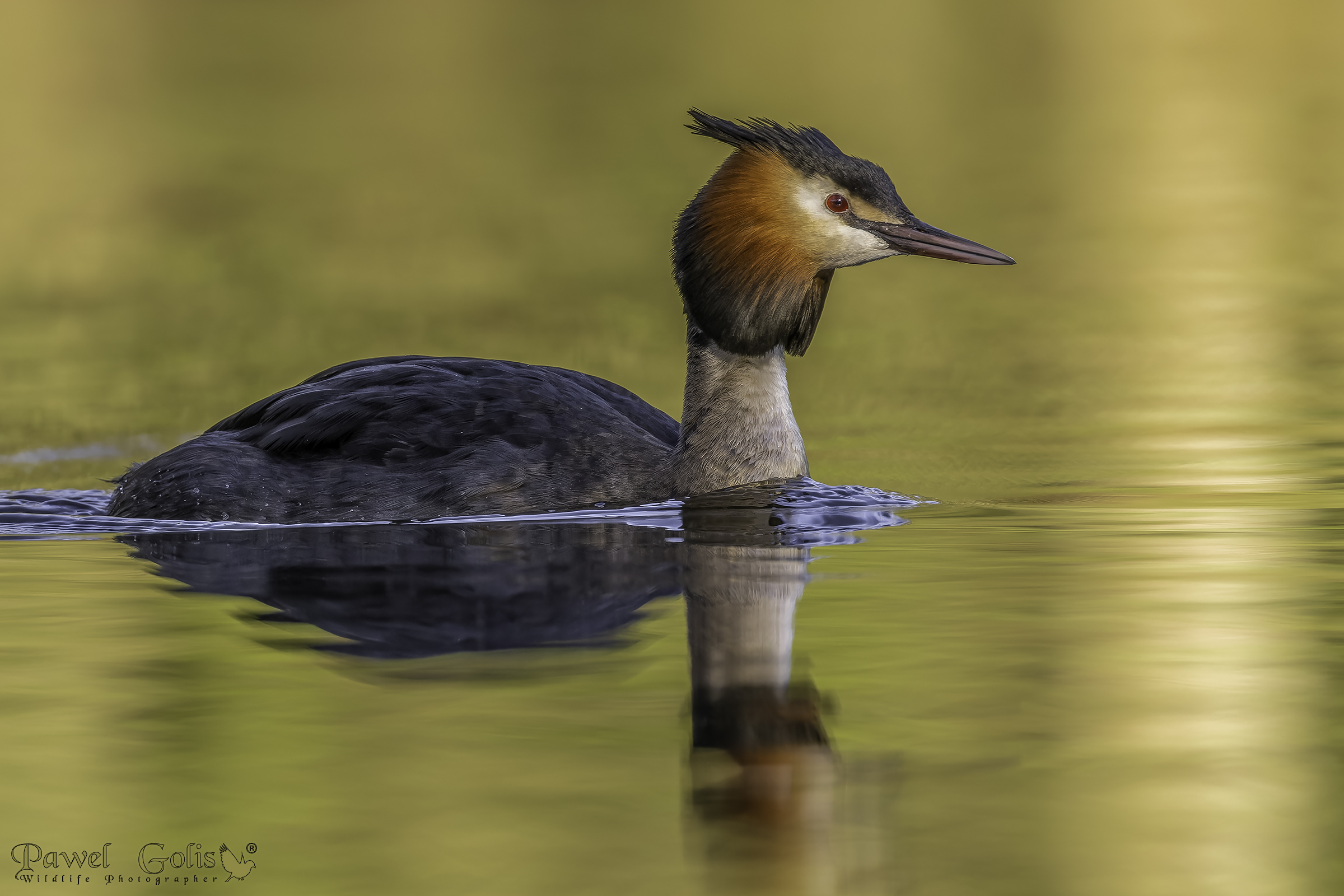 Svasso maggiore (Podiceps cristatus)