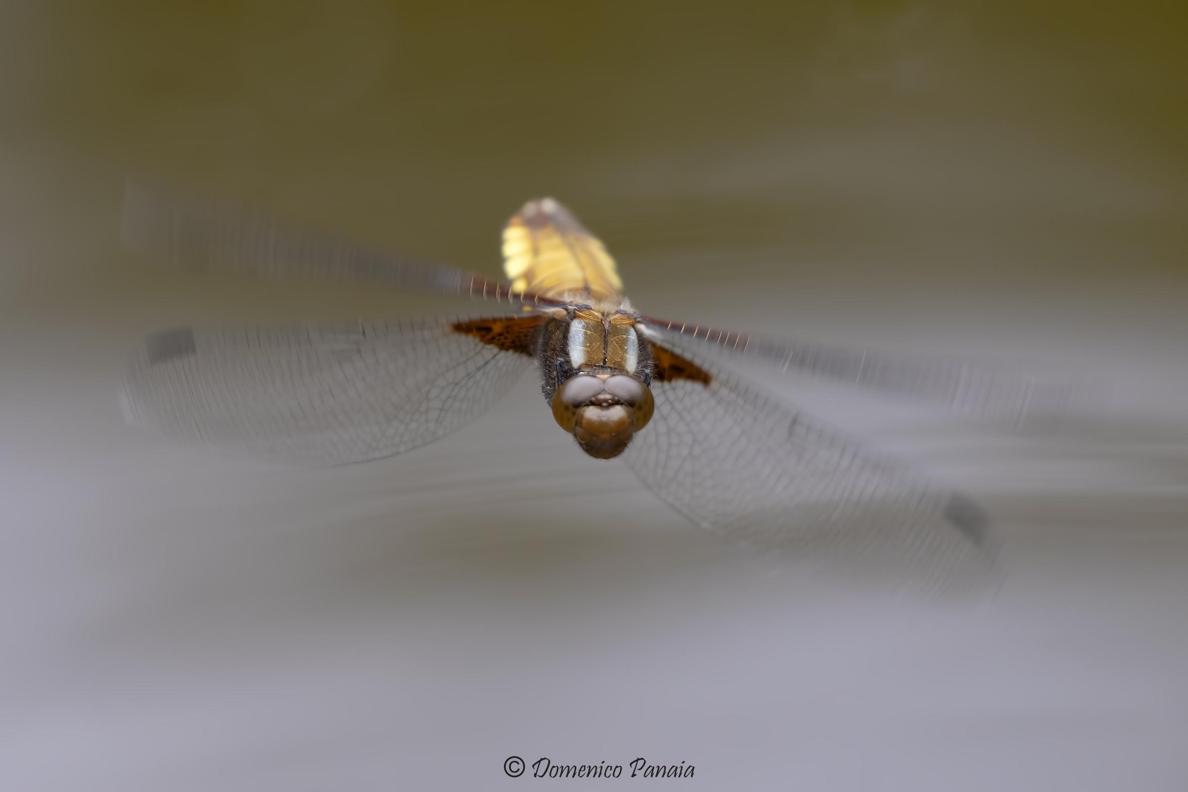 libellula depressa femmina