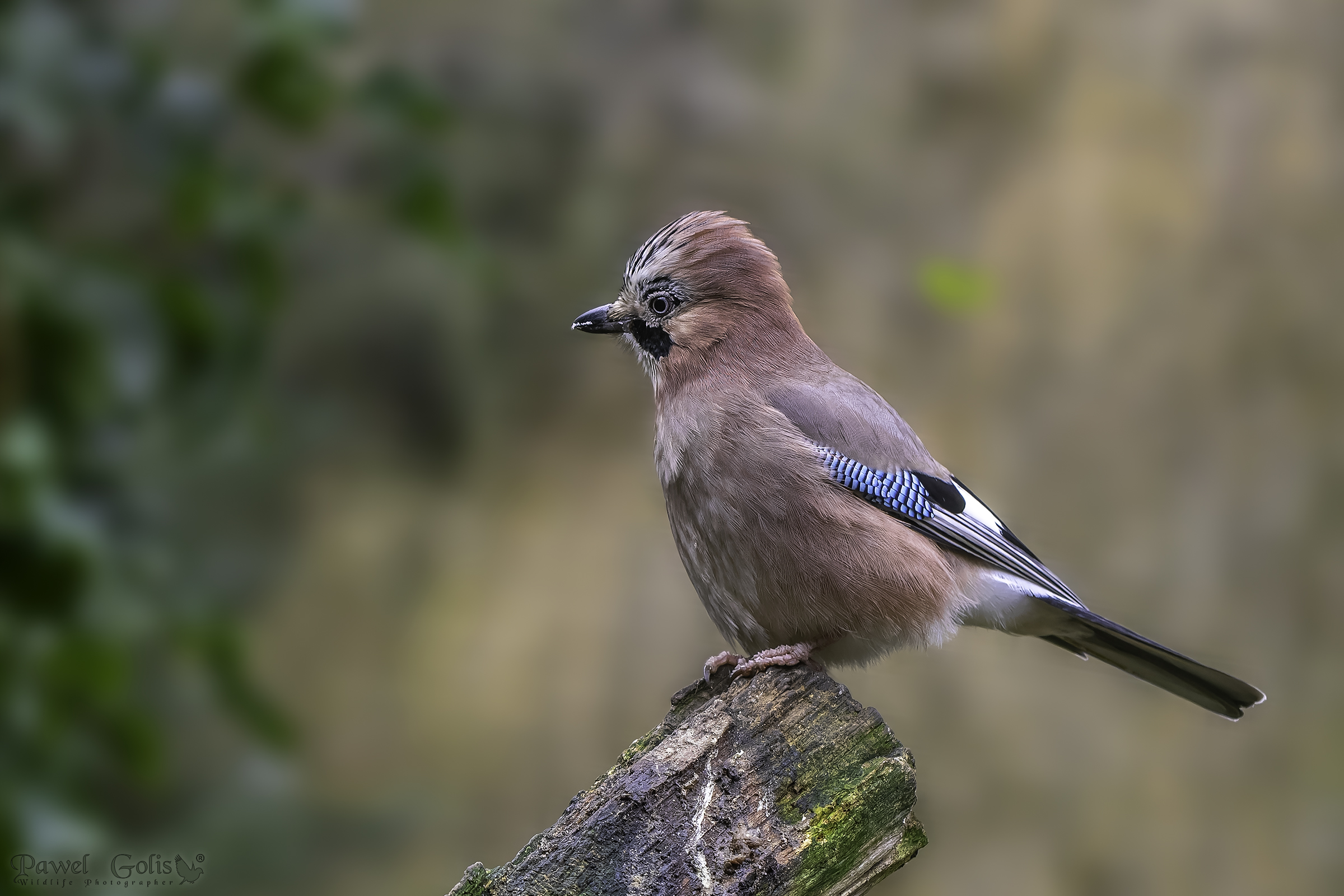 Ghiandaia eurasiatica (Garrulus glandarius)