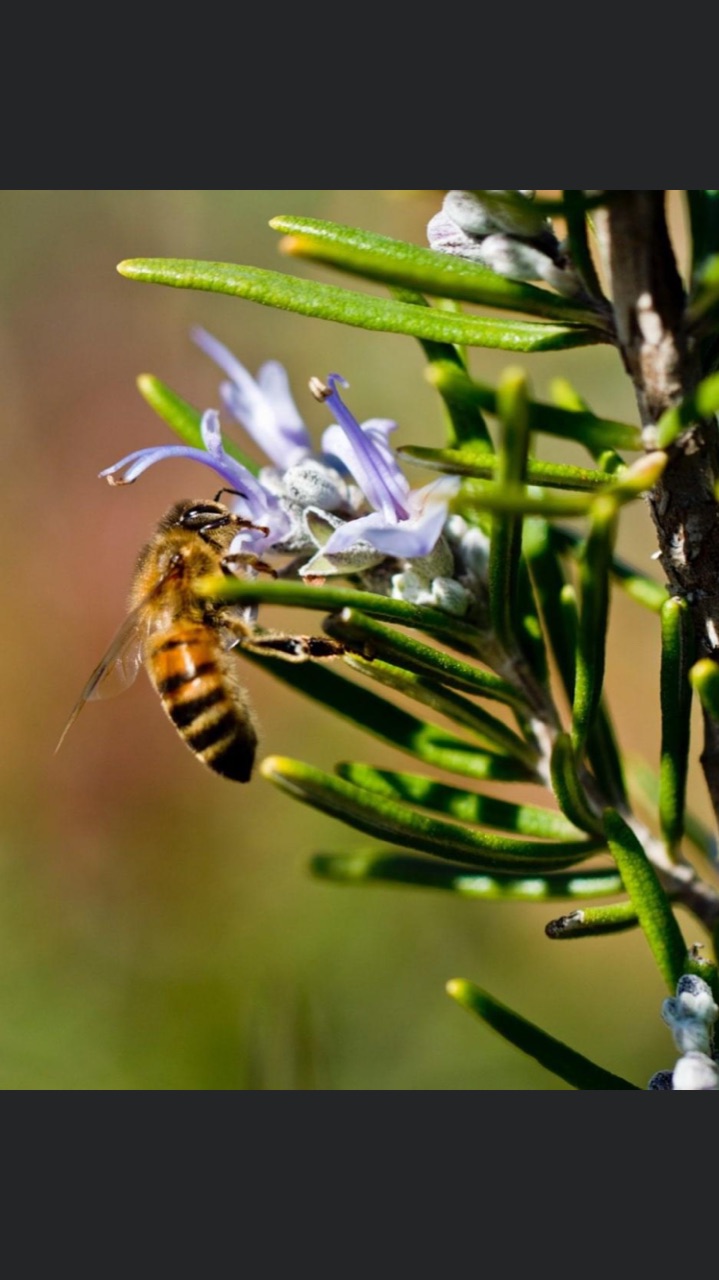 Bee
