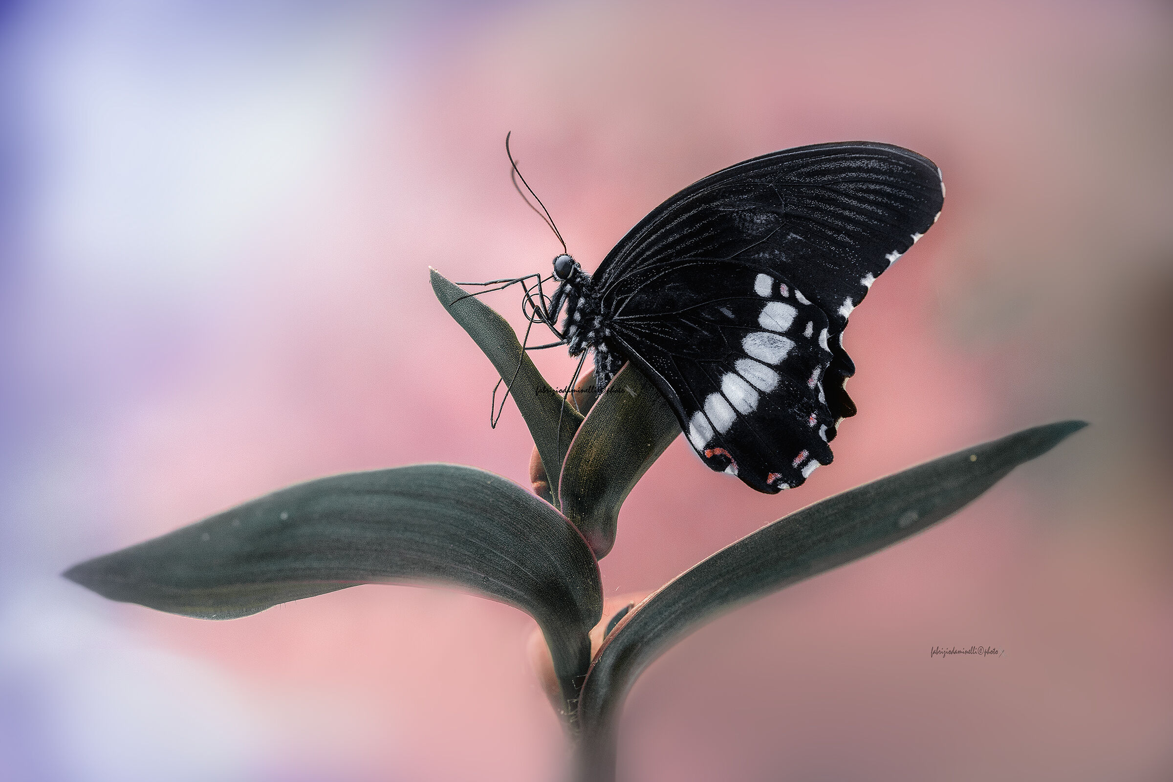 Papilio polytes