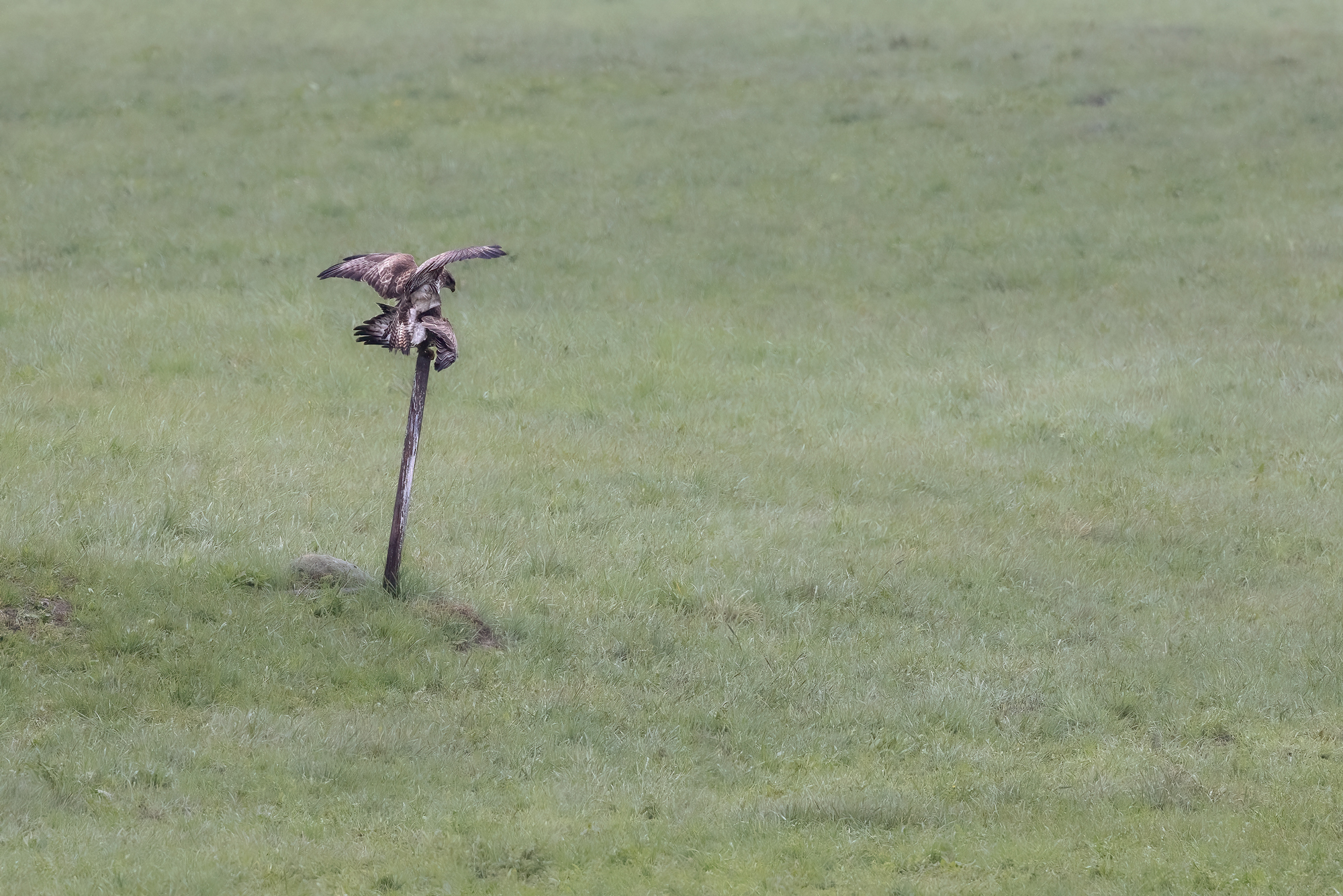 Mating buzzard