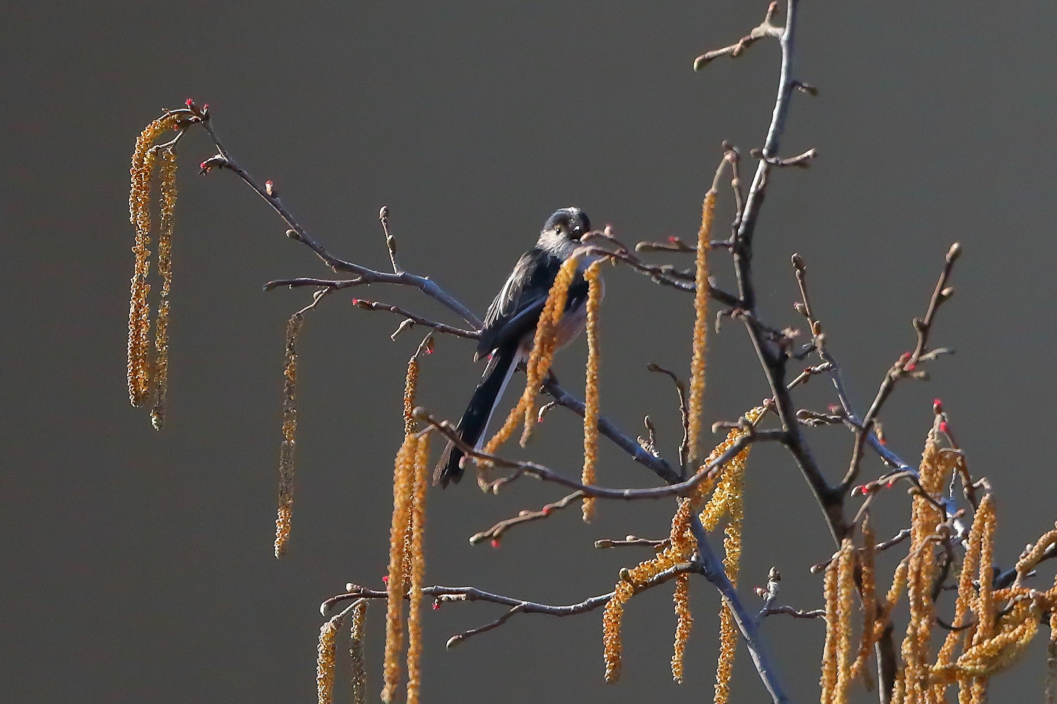 Codibugnolo 13 febbraio 2023