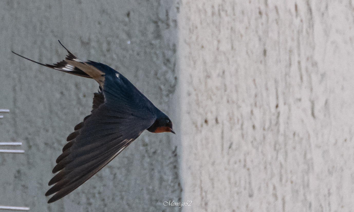 finalmente son tornate